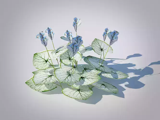 Plant Brunnera Macrophylla-Jack Frost