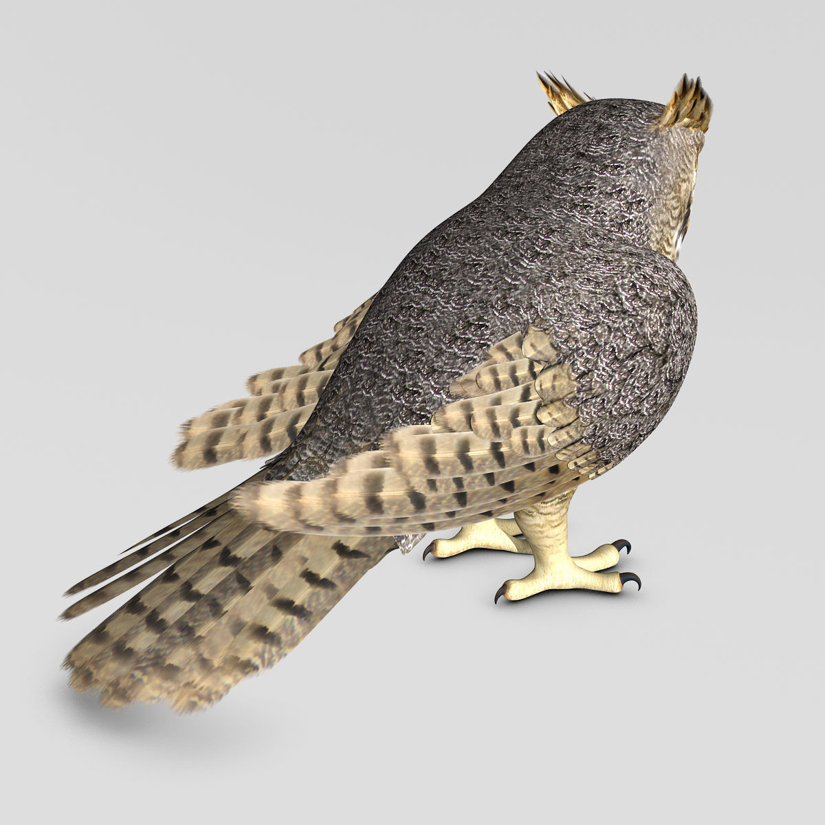 Great Horned Owl - Folded Wings 3D model_10