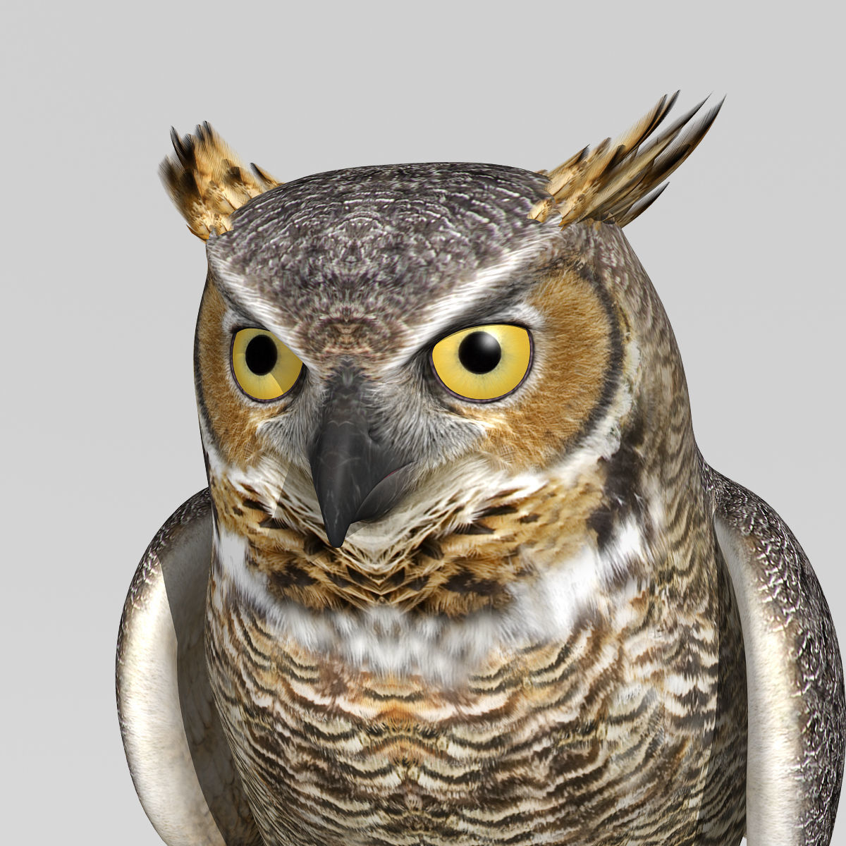 Great Horned Owl - Folded Wings 3D model_12