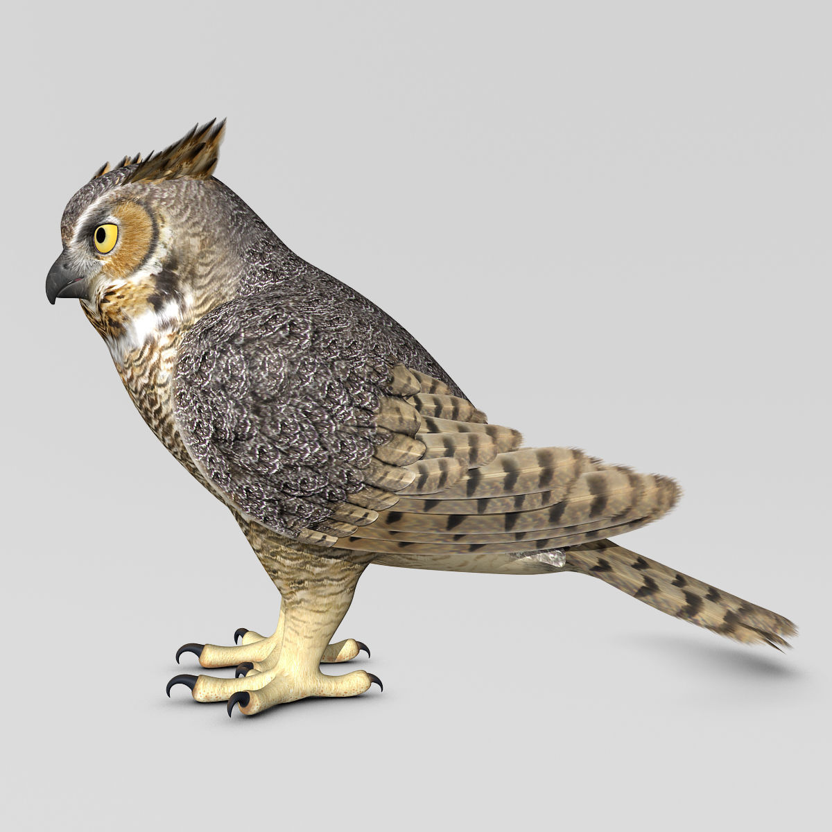 Great Horned Owl - Folded Wings 3D model_3
