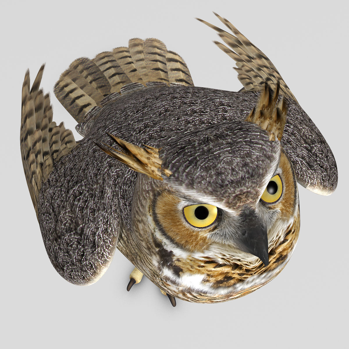 Great Horned Owl - Folded Wings 3D model_7