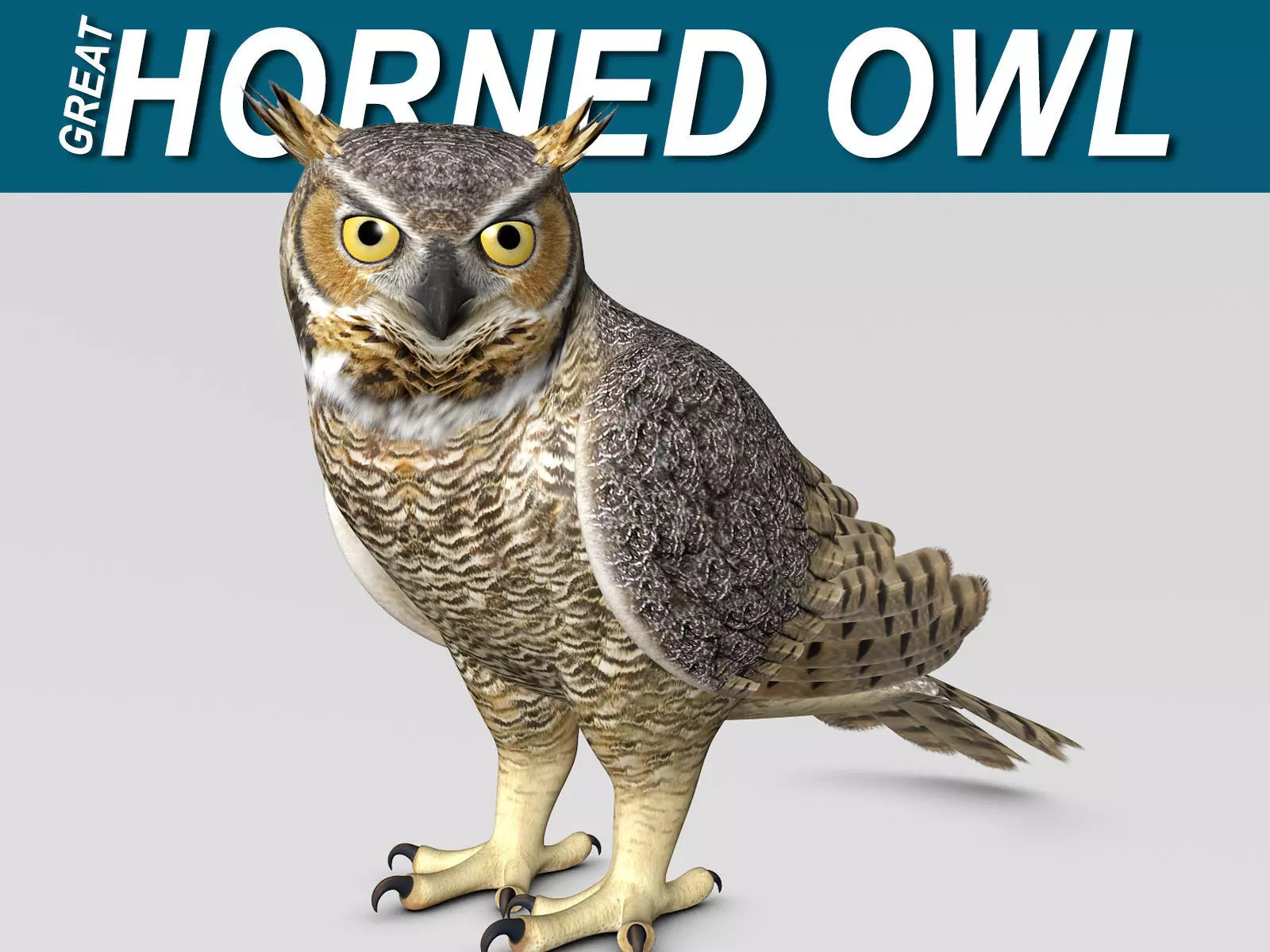 Great Horned Owl - Folded Wings 3D model_0