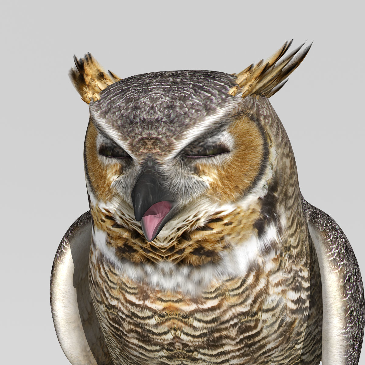 Great Horned Owl - Folded Wings 3D model_13