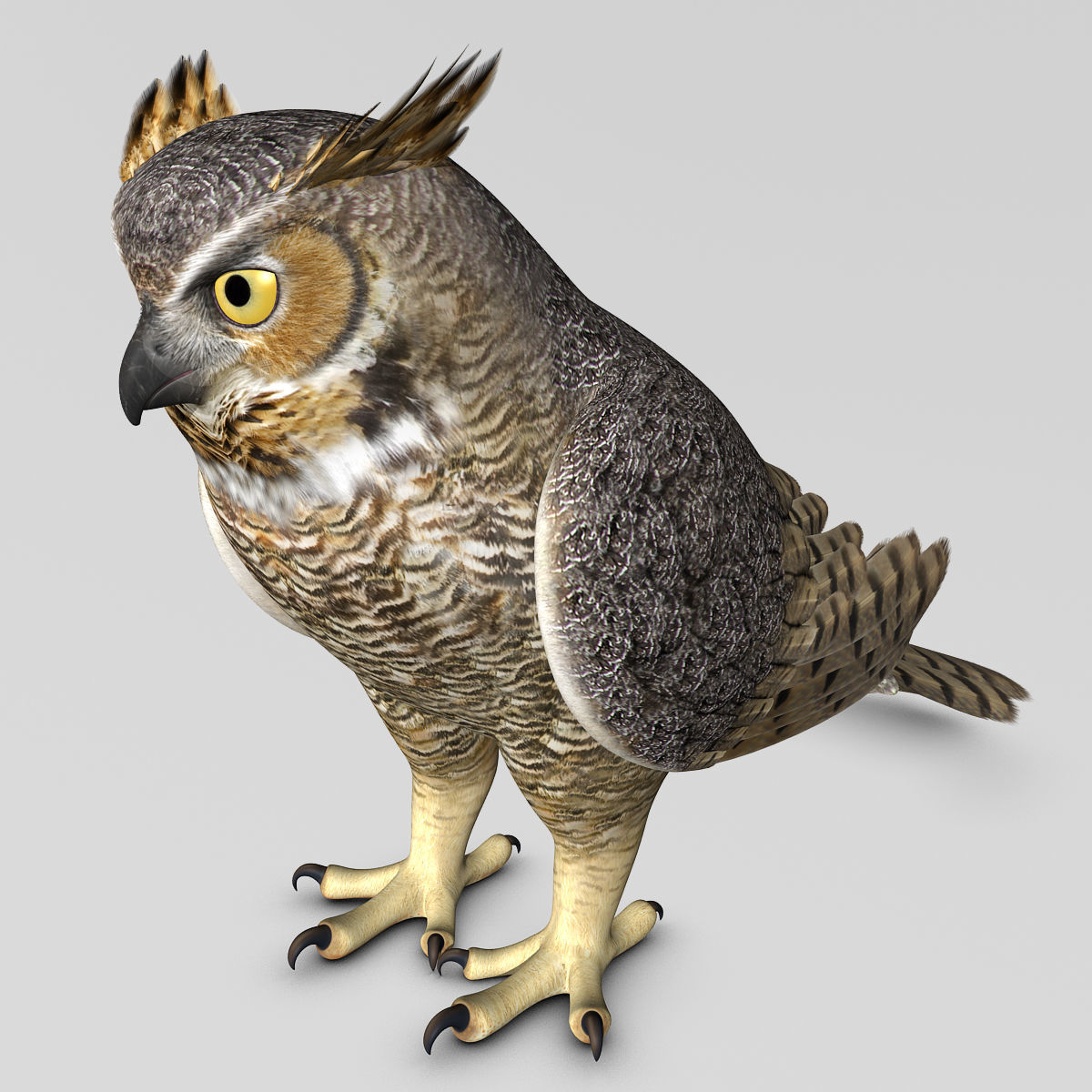 Great Horned Owl - Folded Wings 3D model_5