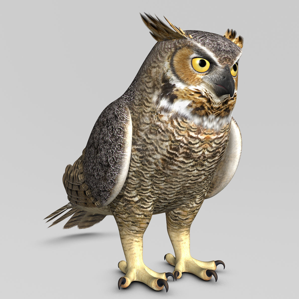 Great Horned Owl - Folded Wings 3D model_9