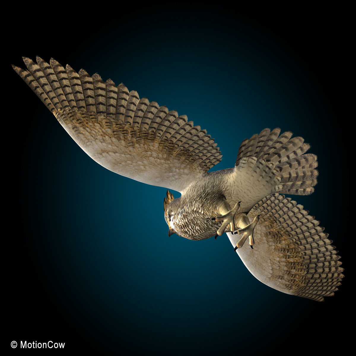 Great Horned Owl - Flight 3D model_7