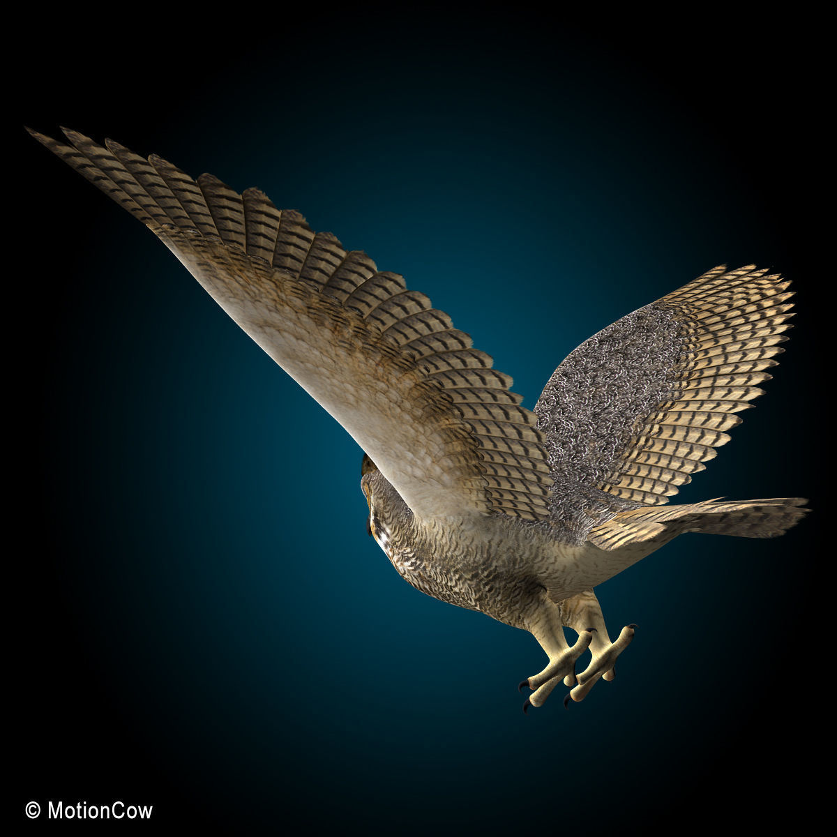Great Horned Owl - Flight 3D model_5