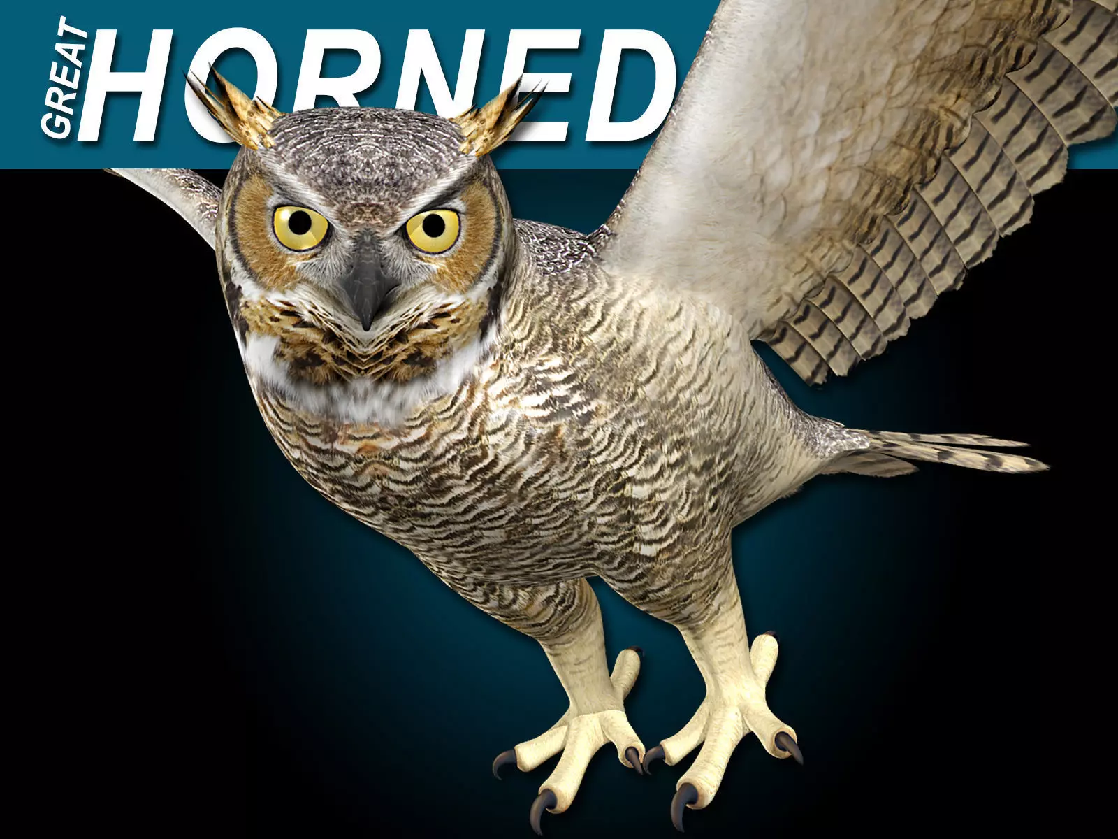 Great Horned Owl - Flight 3D model_0