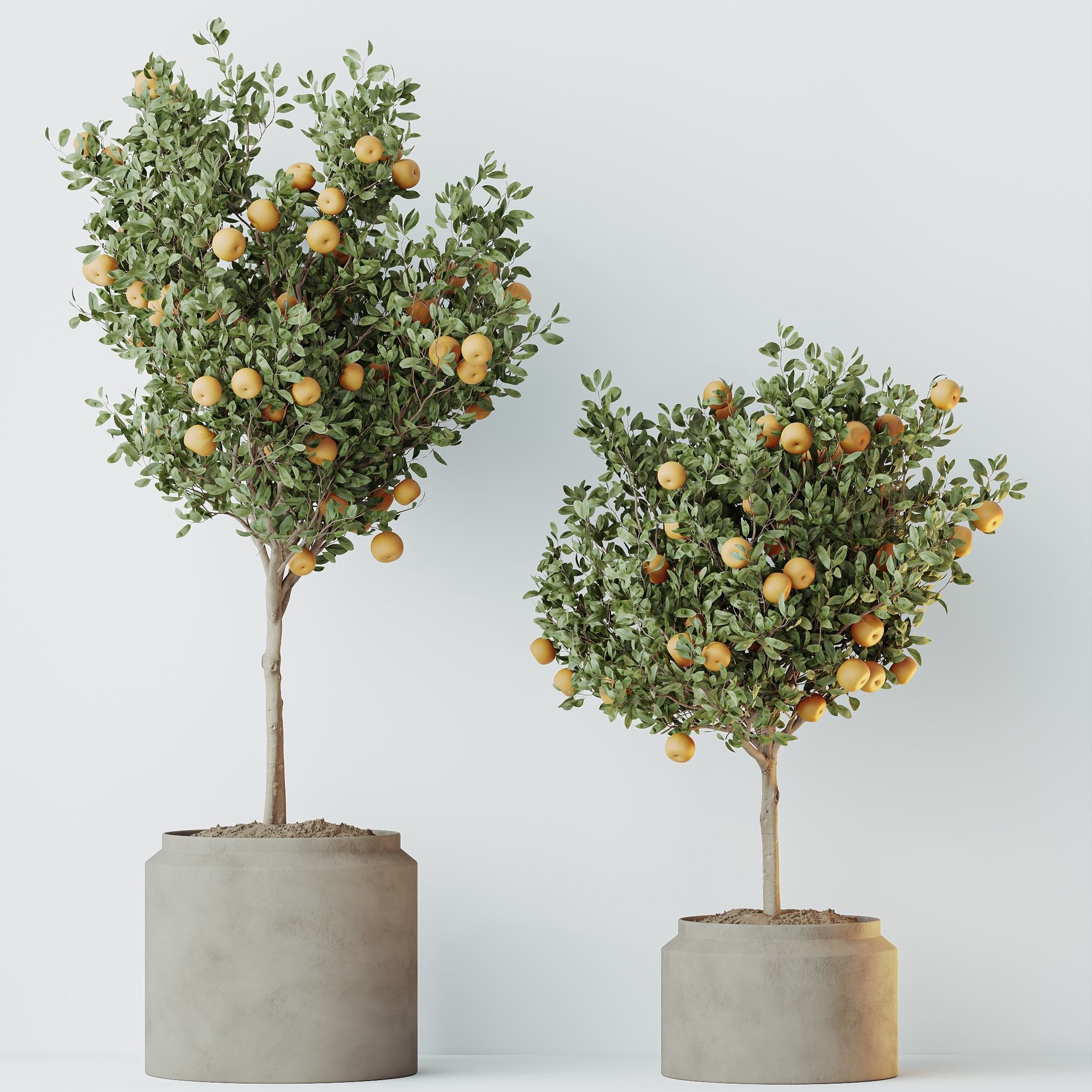 HousePlants Mandarin Citrus Fruit Orange Calamondin Tree Set02 3D model_2