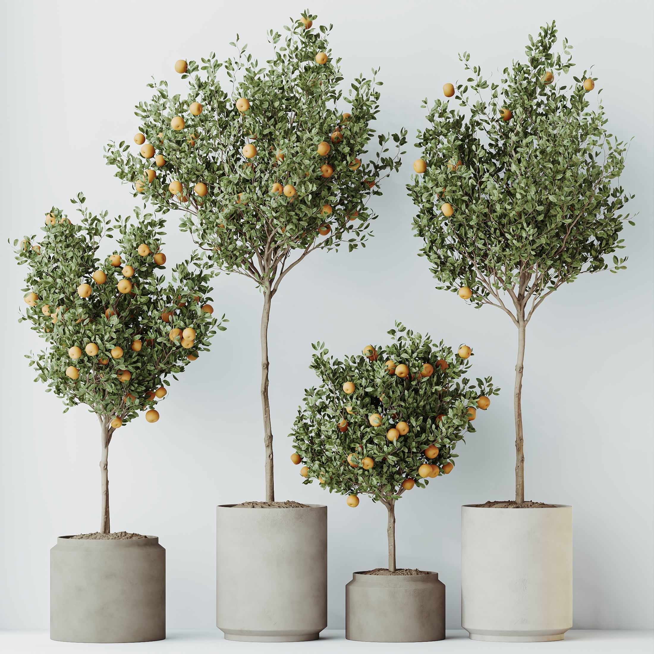 HousePlants Mandarin Citrus Fruit Orange Calamondin Tree Set02 3D model_3