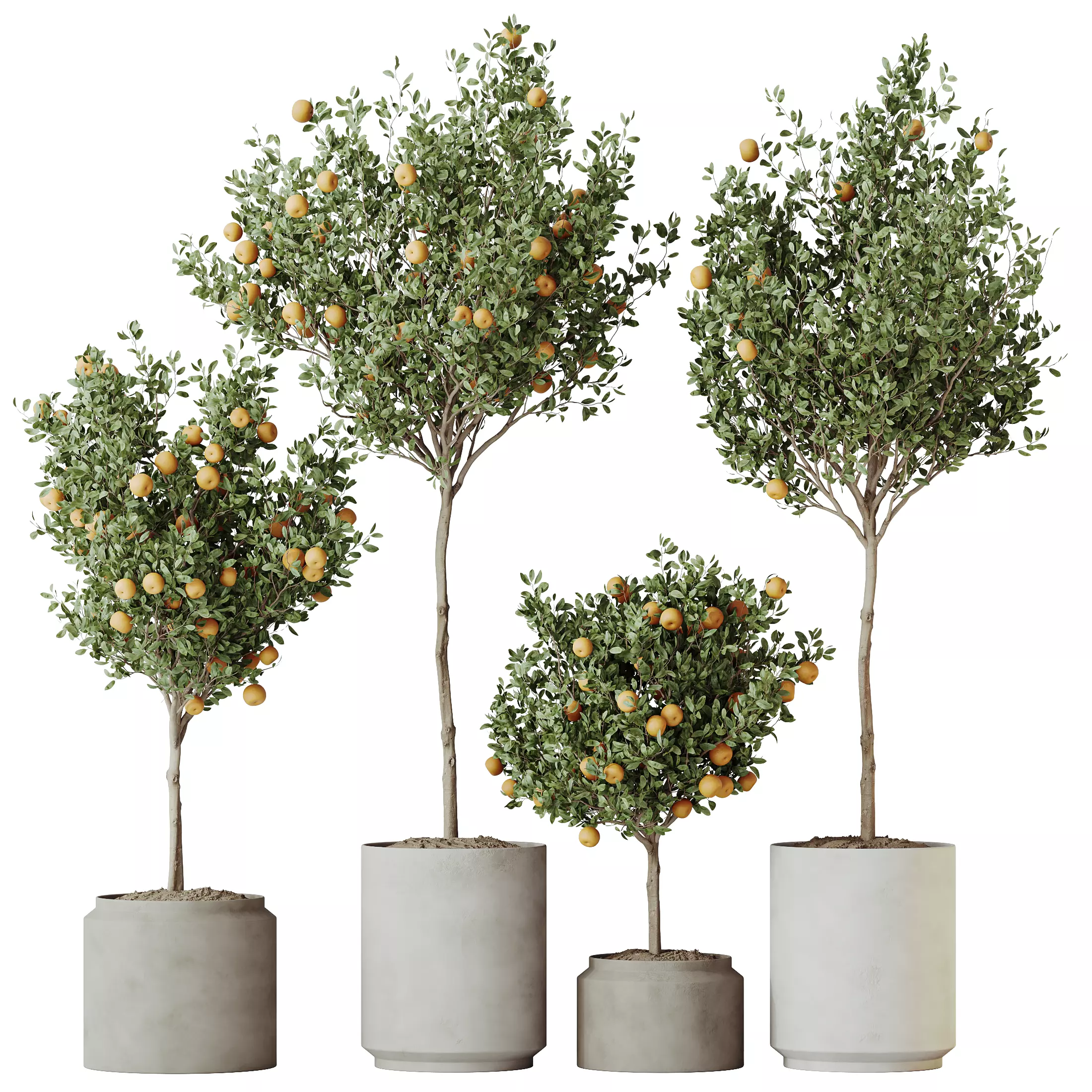 HousePlants Mandarin Citrus Fruit Orange Calamondin Tree Set02 3D model_0