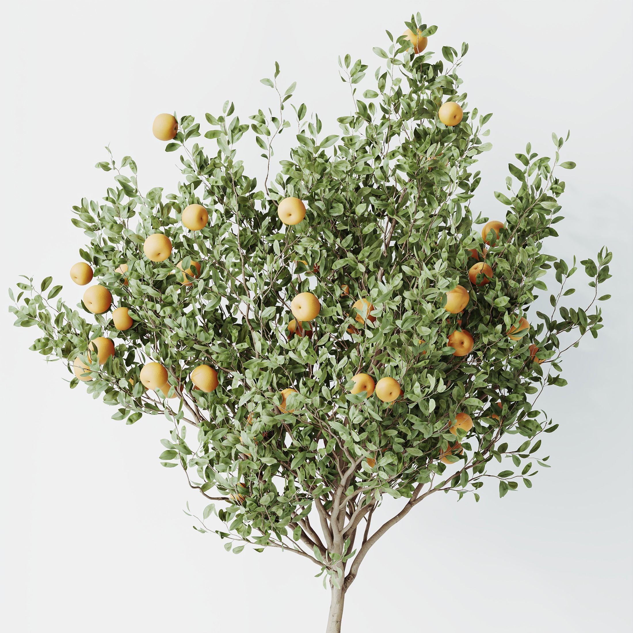 HousePlants Mandarin Citrus Fruit Orange Calamondin Tree Set02 3D model_1