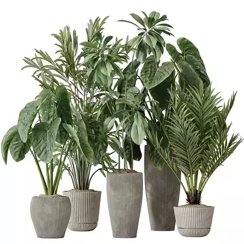 Indoor plants set 103 Lutescens Palm and Cunjevoi Alocasia 3D model