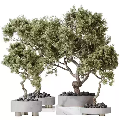 Indoor plants set 104 Microcarpa Bonsai Ginseng and Wilsonii 3D model