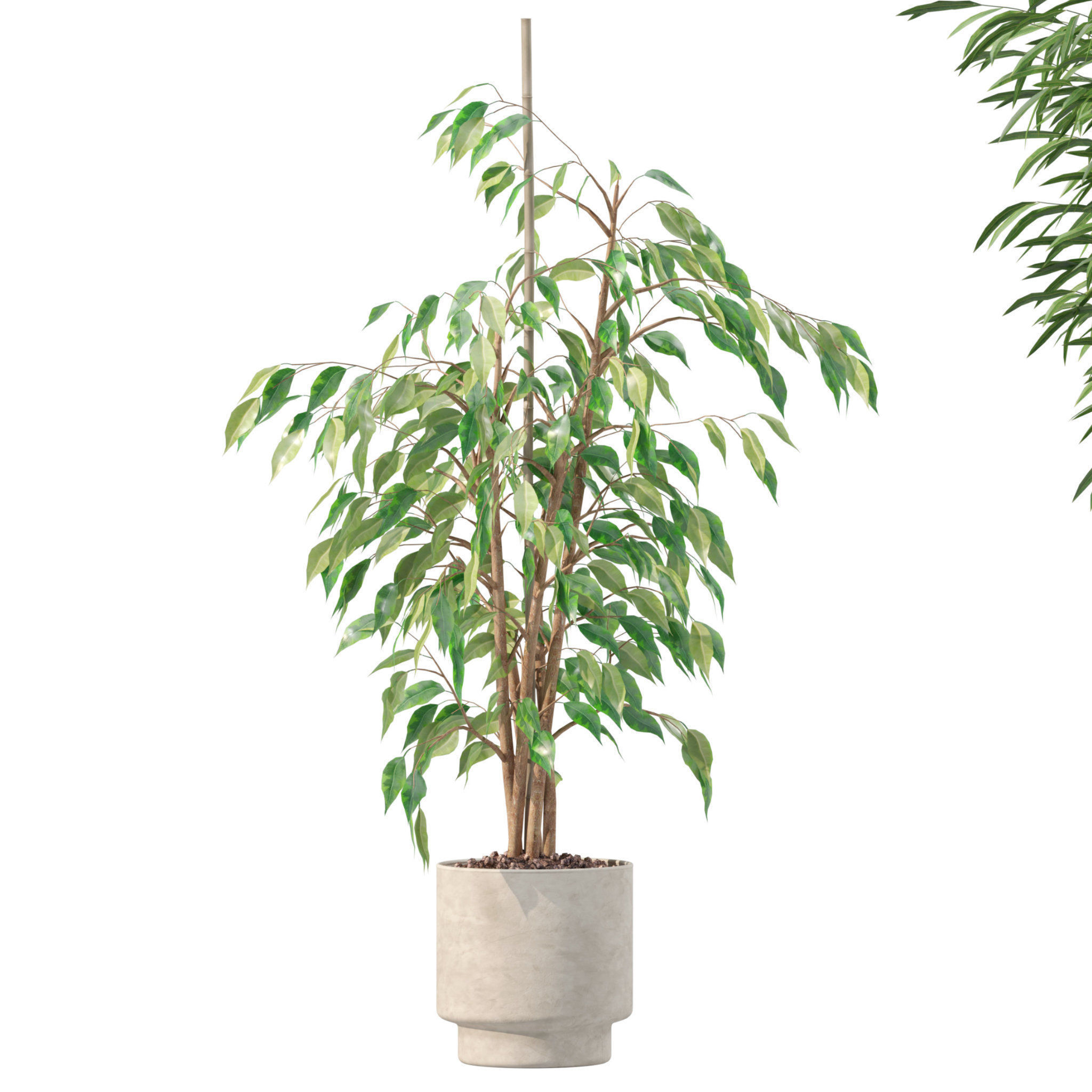 20 Photorealistic Flowers for Interiors - set 201 203 205 207 3D Model Collection_48