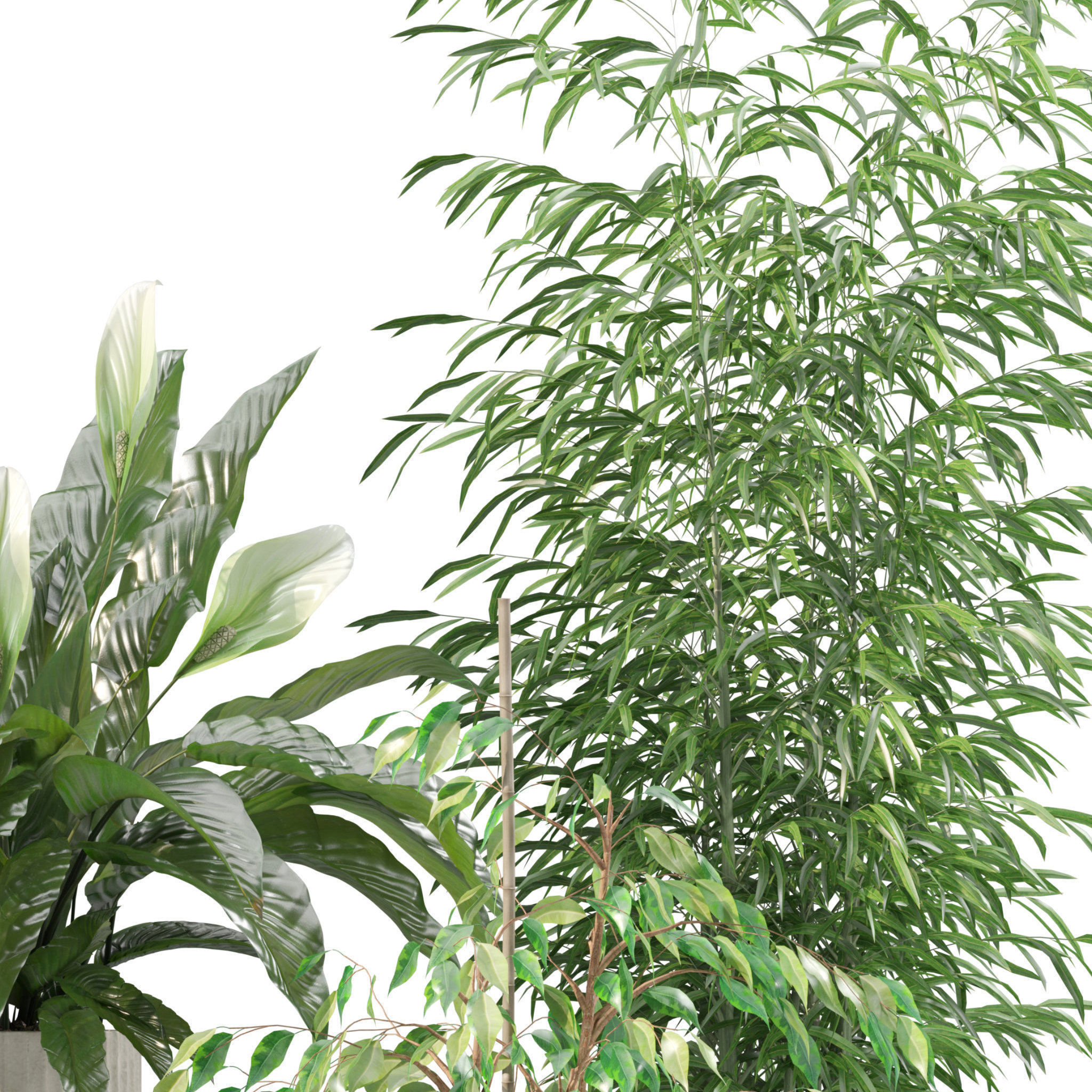 20 Photorealistic Flowers for Interiors - set 201 203 205 207 3D Model Collection_61