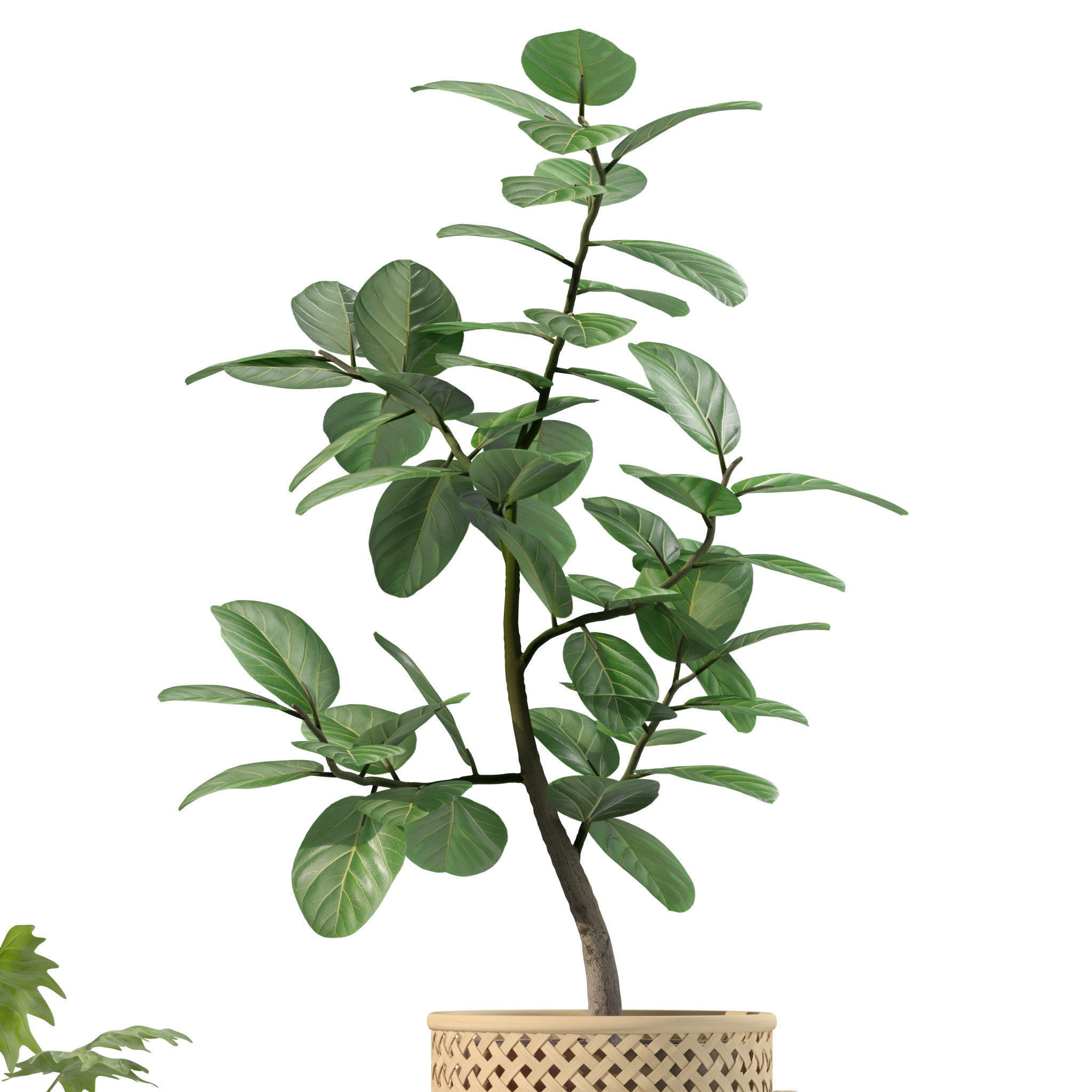 20 Photorealistic Flowers for Interiors - set 201 203 205 207 3D Model Collection_30