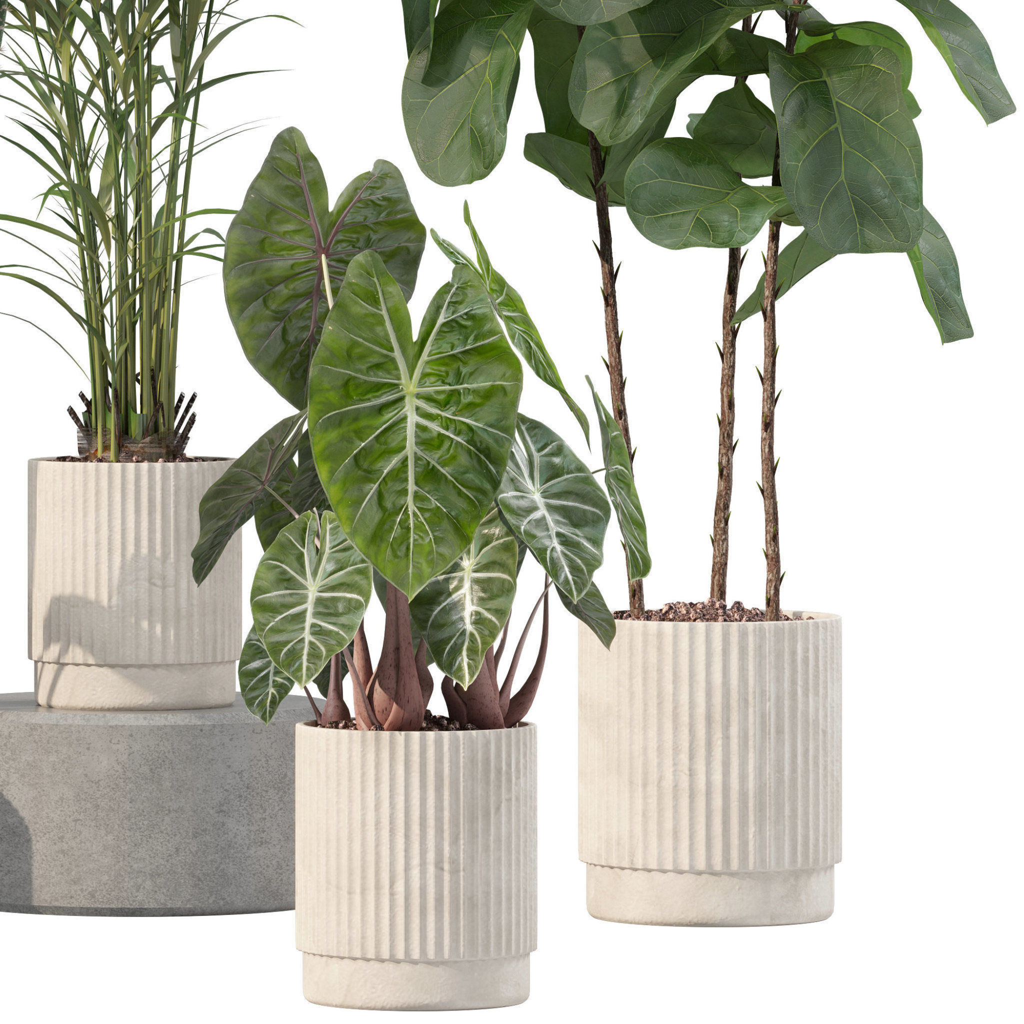 20 Photorealistic Flowers for Interiors - set 201 203 205 207 3D Model Collection_20