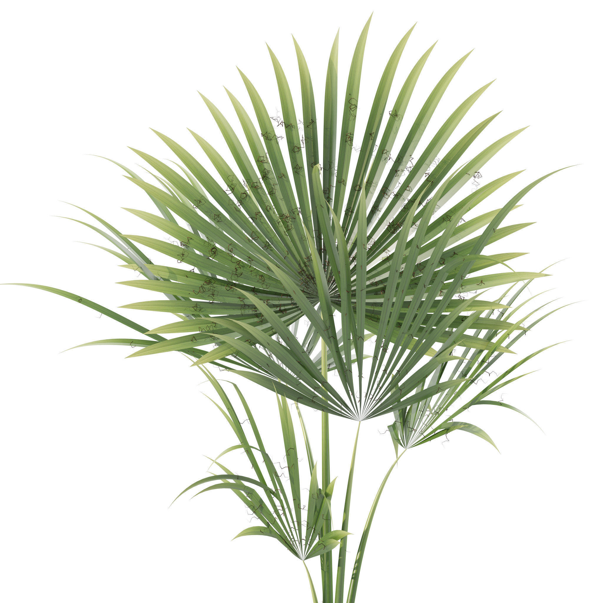 20 Photorealistic Flowers for Interiors - set 201 203 205 216 3D Model Collection_72