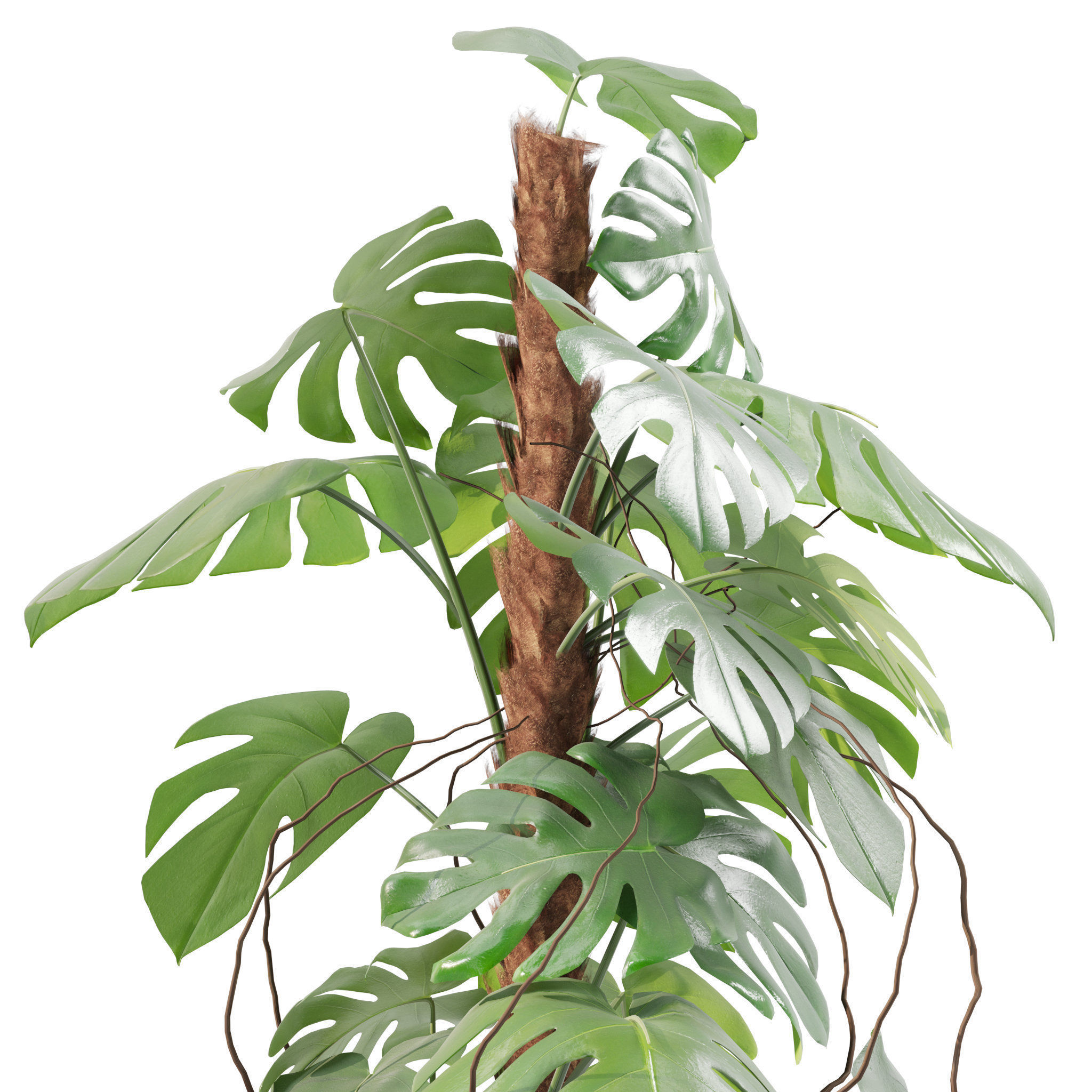 20 Photorealistic Flowers for Interiors - set 201 203 207 211 3D Model Collection_83