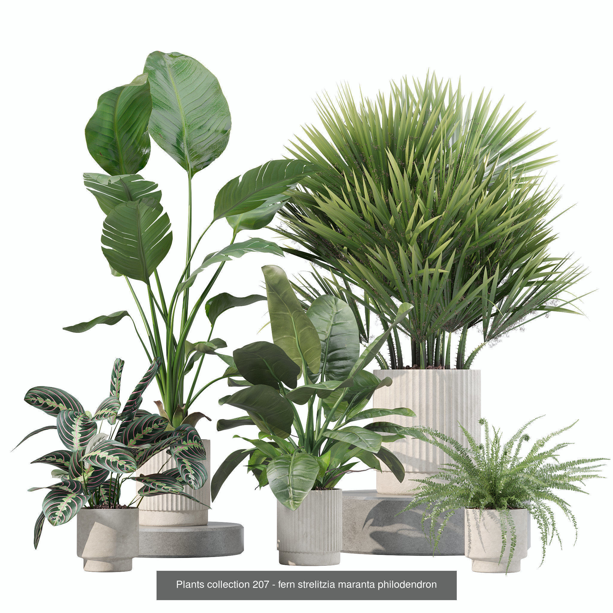 20 Photorealistic Flowers for Interiors - set 201 203 207 211 3D Model Collection_7