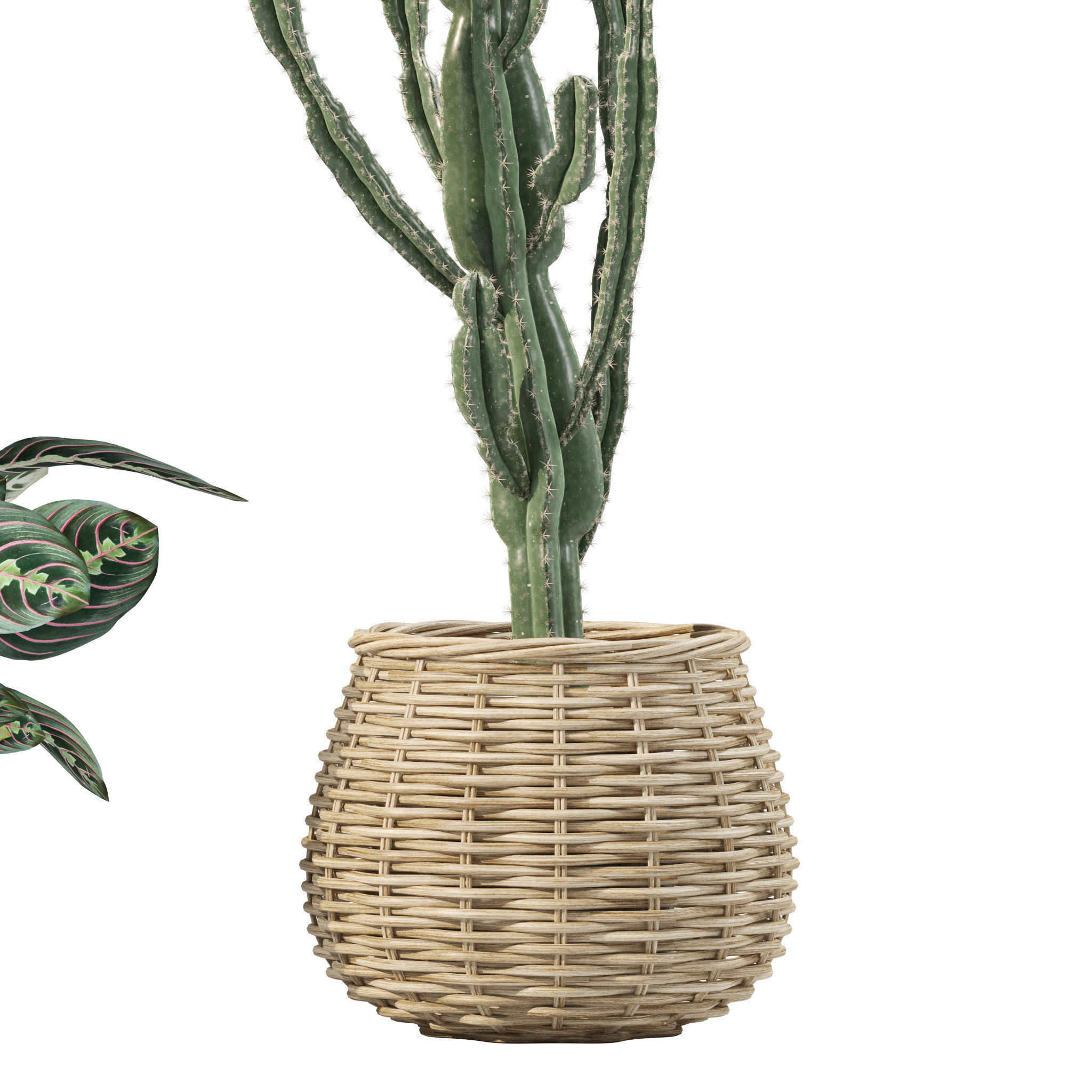 20 Photorealistic Flowers for Interiors - set 201 203 207 211 3D Model Collection_67