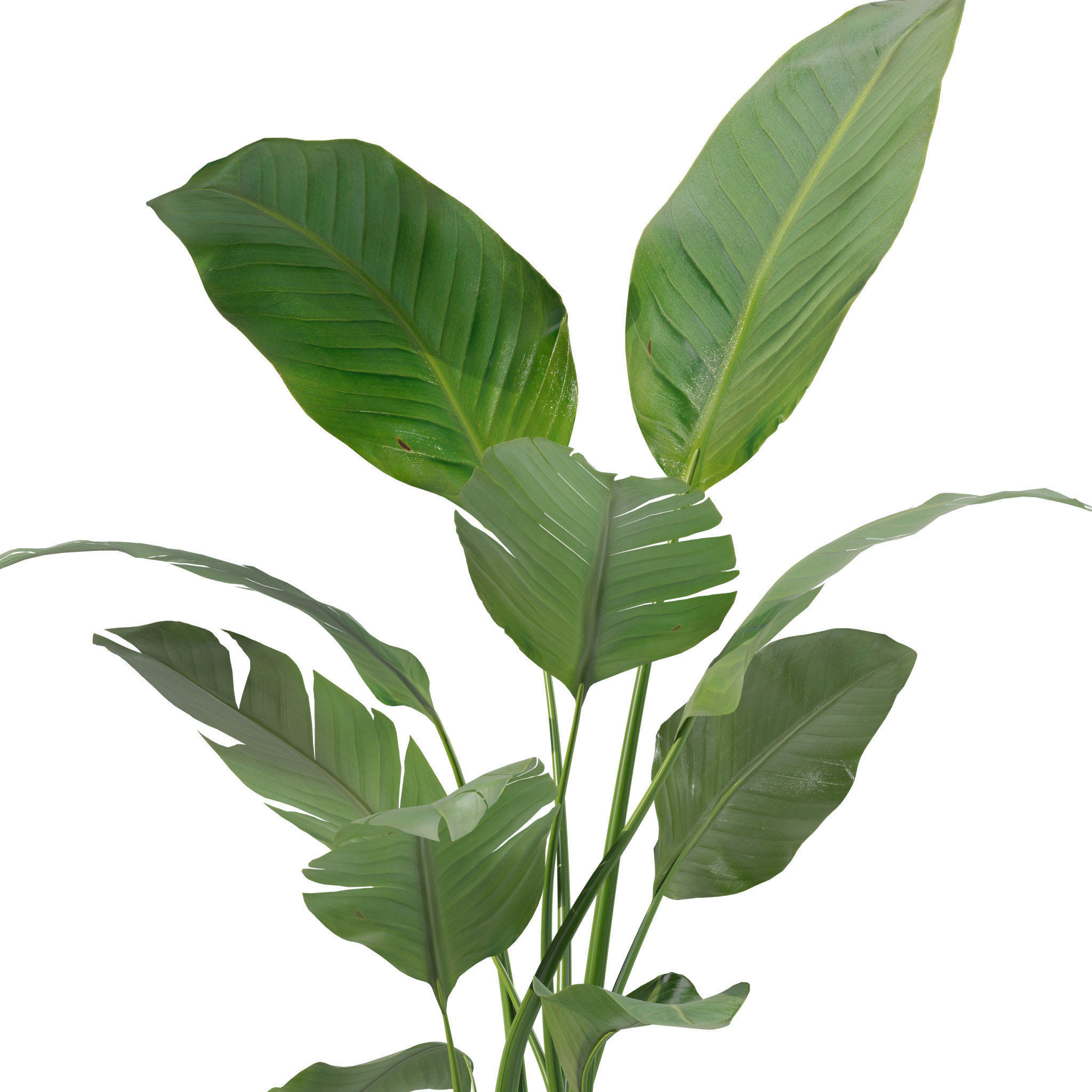 20 Photorealistic Flowers for Interiors - set 201 203 207 211 3D Model Collection_52