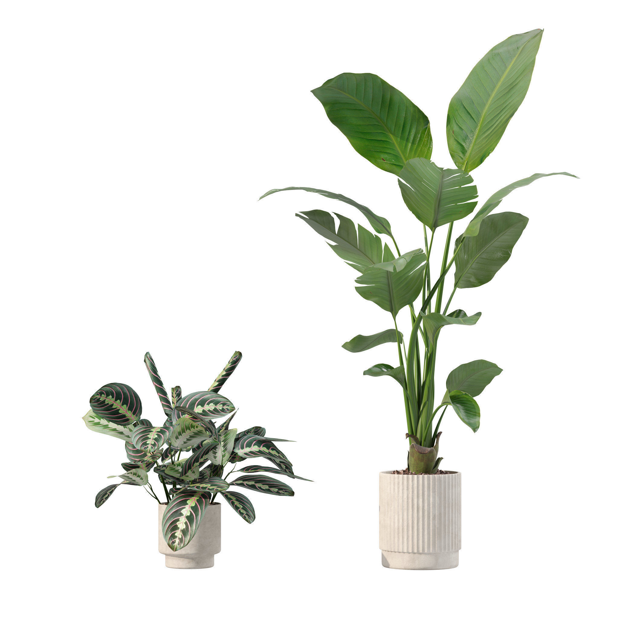 20 Photorealistic Flowers for Interiors - set 201 203 207 219 3D Model Collection_45