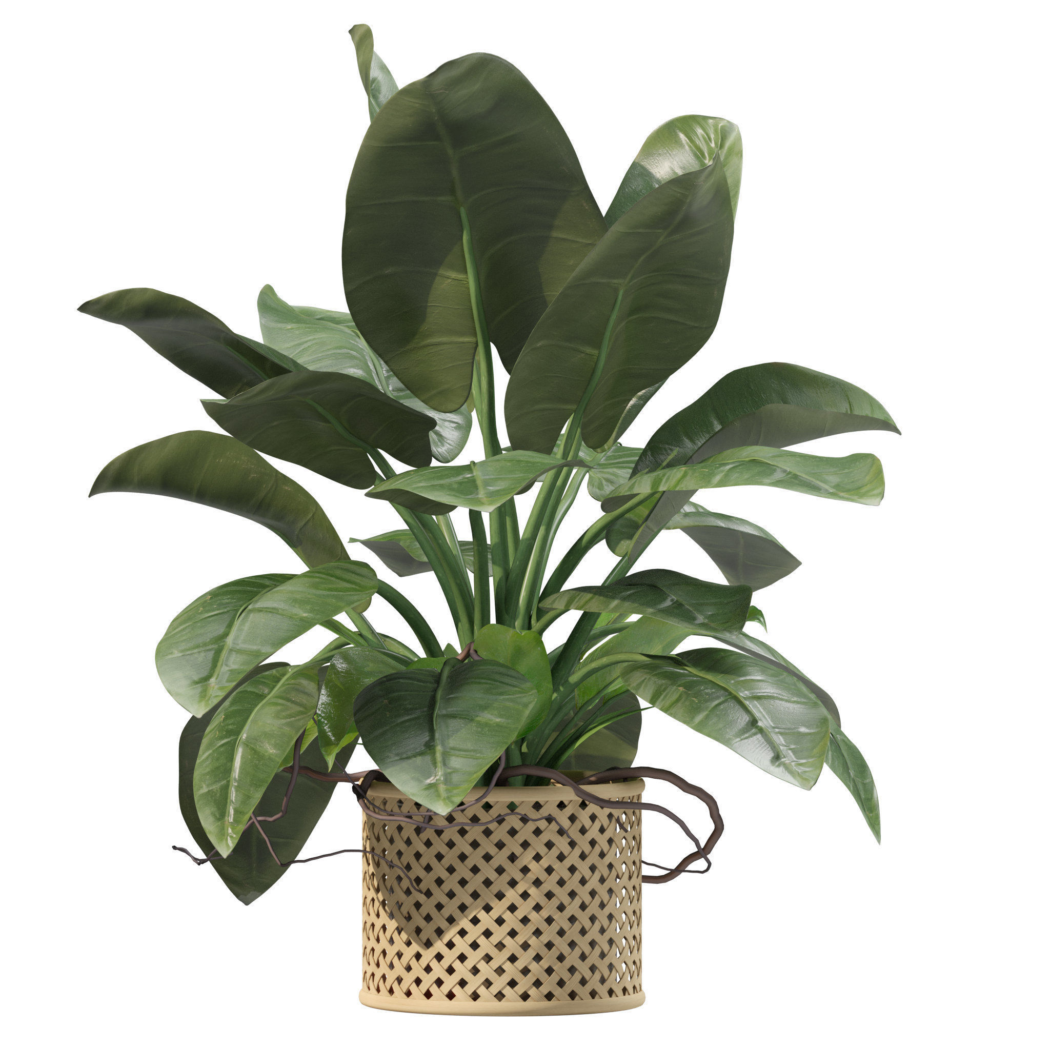 20 Photorealistic Flowers for Interiors - set 201 203 209 218 3D Model Collection_50