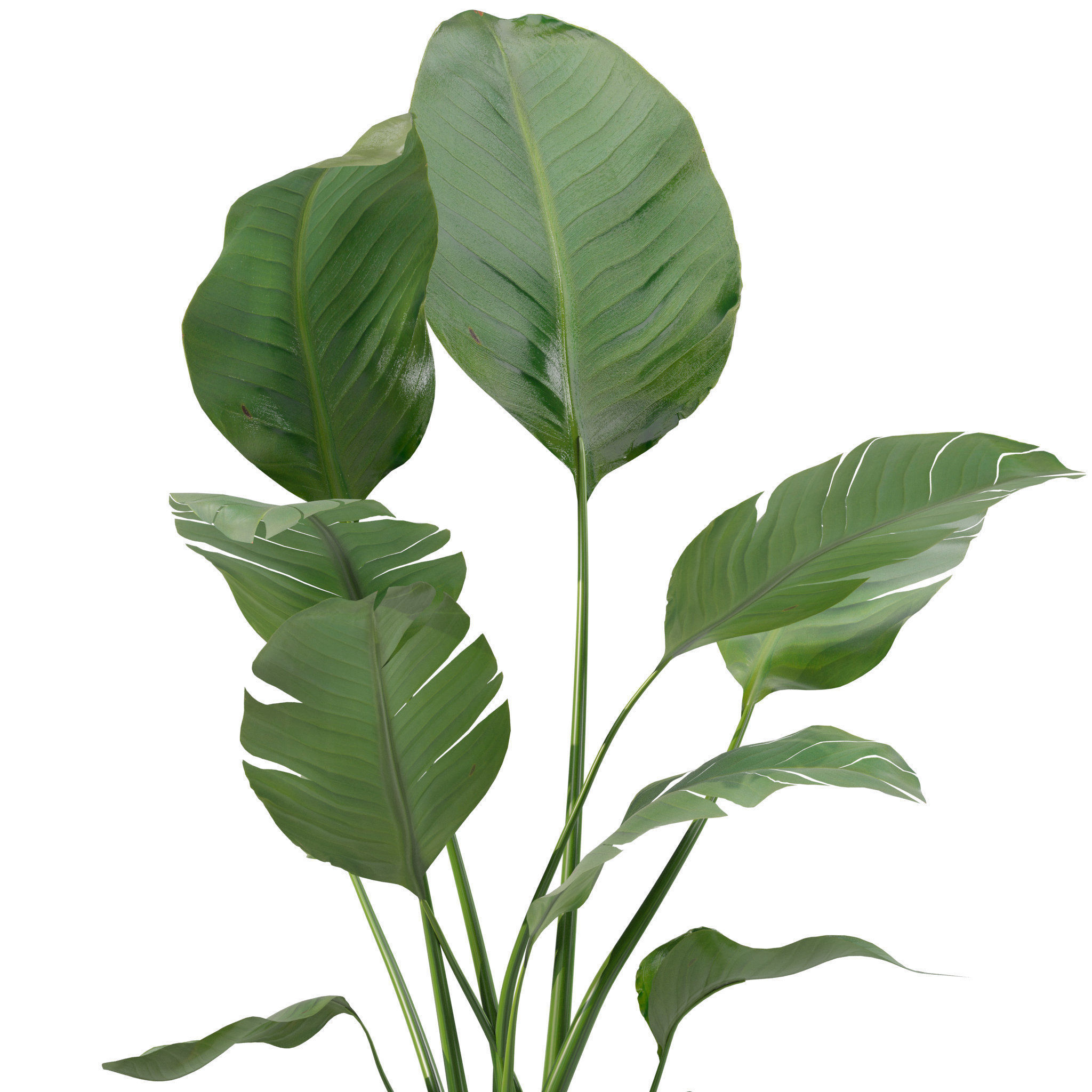 20 Photorealistic Flowers for Interiors - set 201 203 209 218 3D Model Collection_47