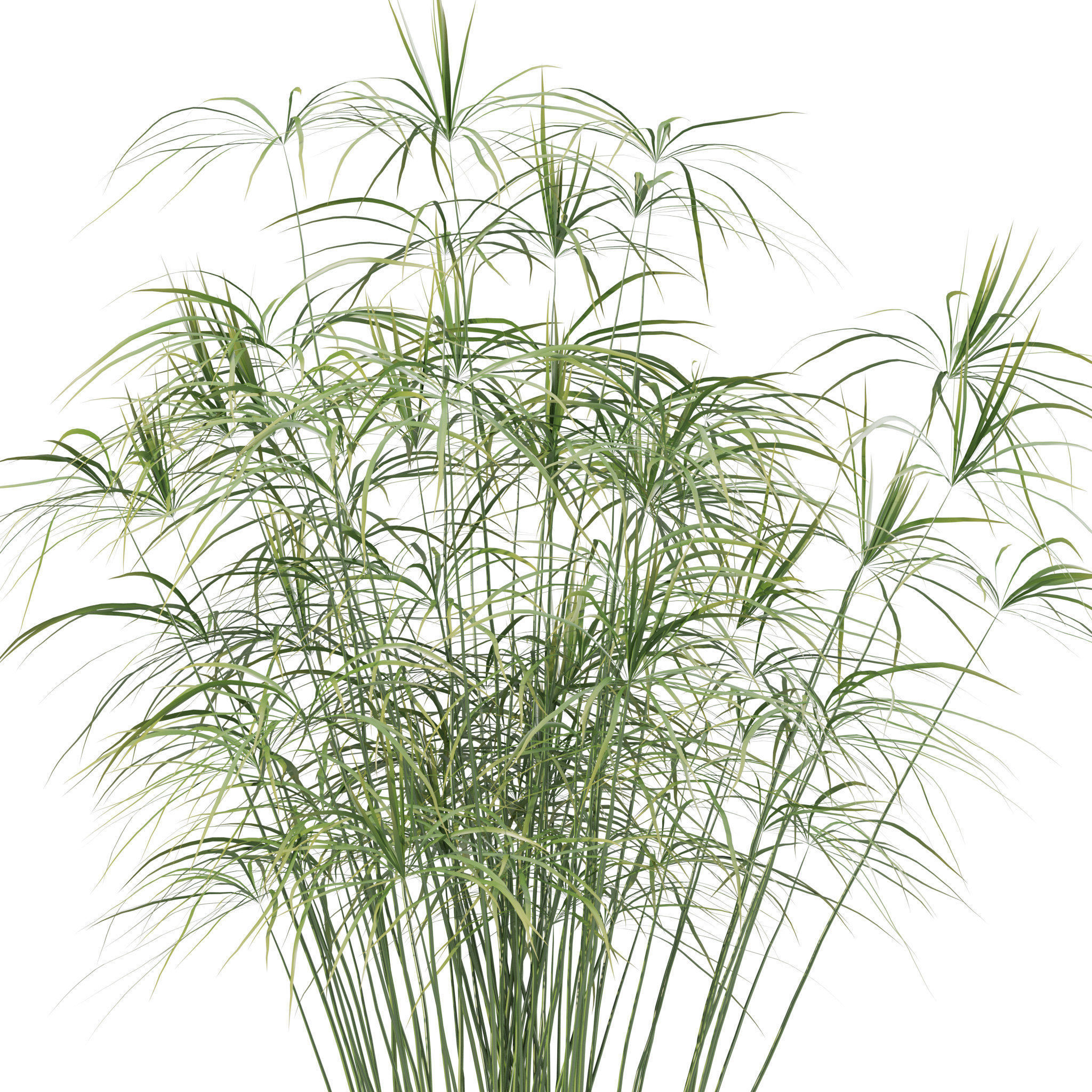 20 Photorealistic Flowers for Interiors - set 201 203 209 218 3D Model Collection_93