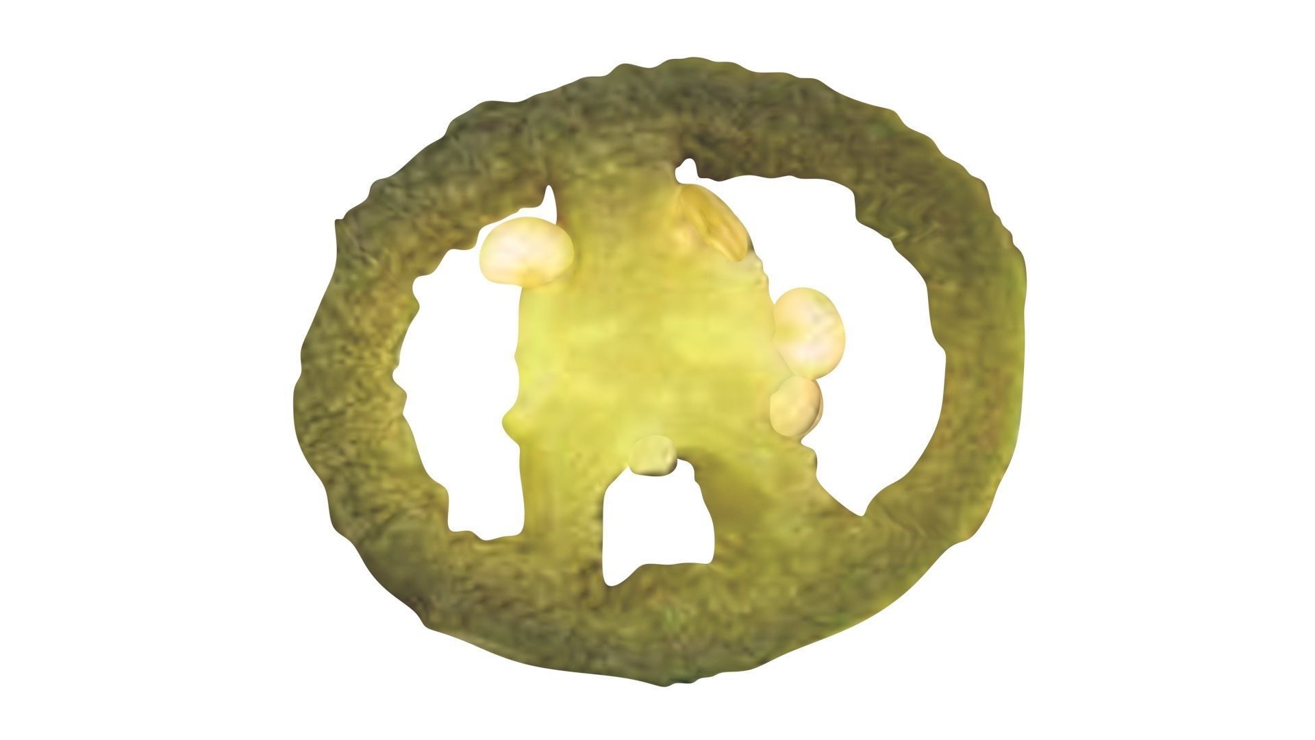 Sliced Jalapeno Pepper 3D model_12