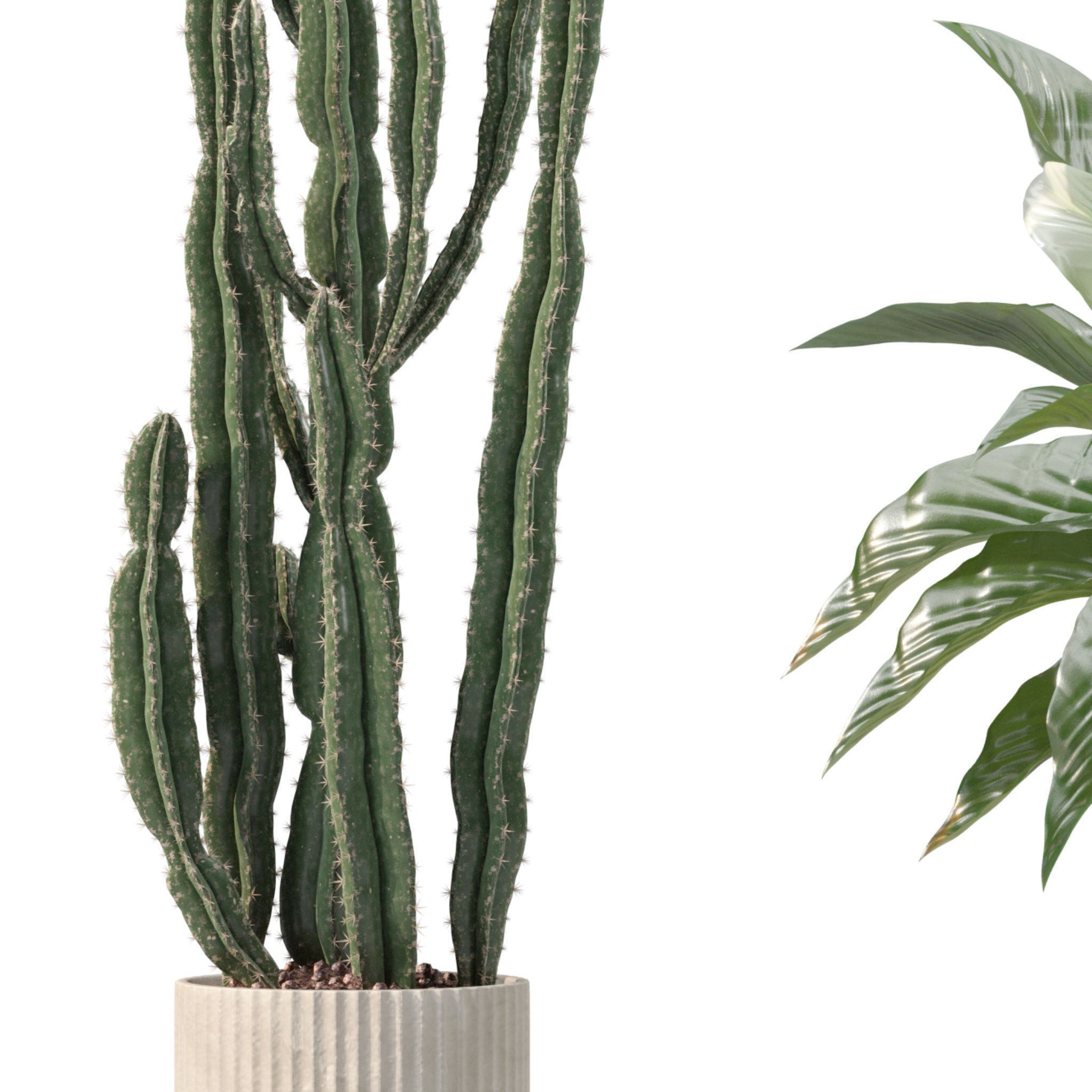 20 Photorealistic Flowers for Interiors - set 201 205 209 214 3D Model Collection_24