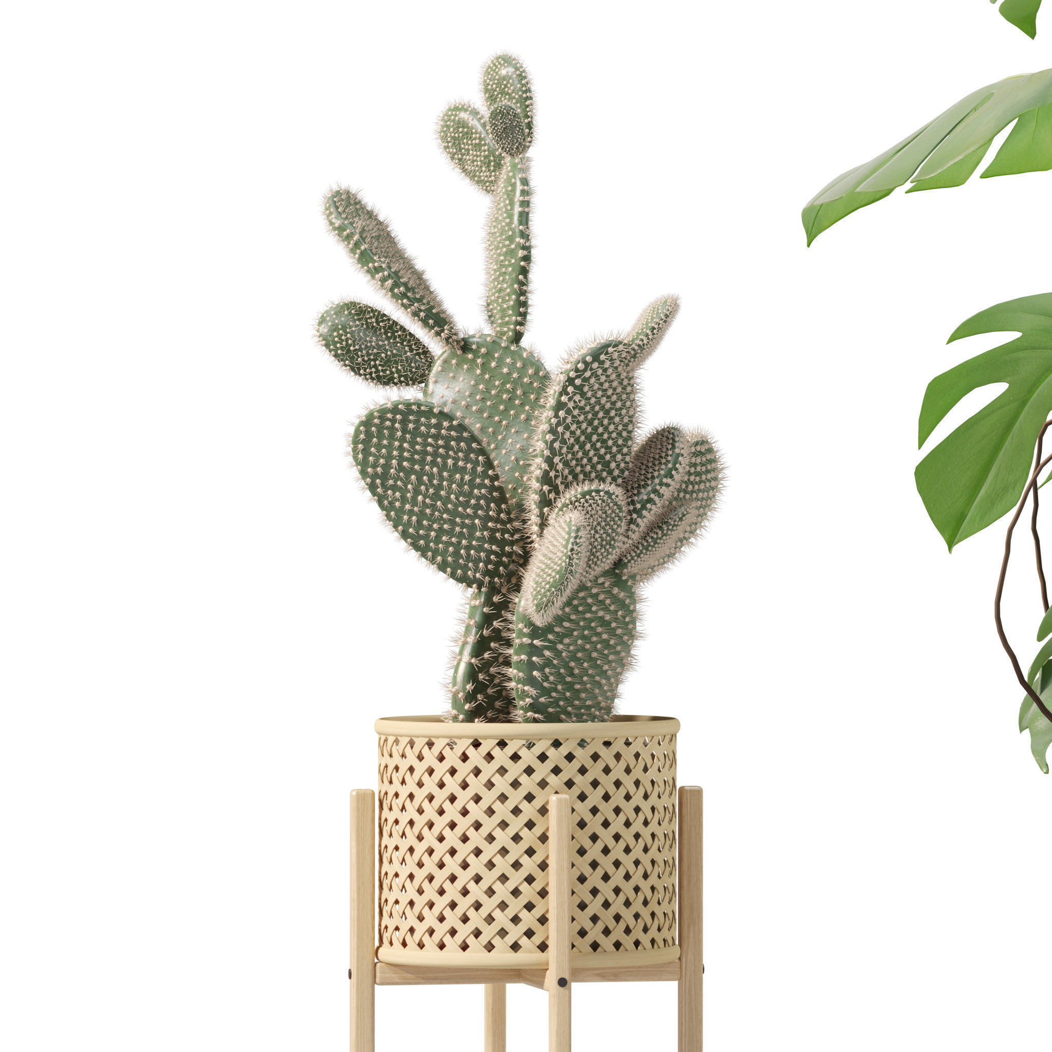 20 Photorealistic Flowers for Interiors - set 201 205 211 214 3D Model Collection_35