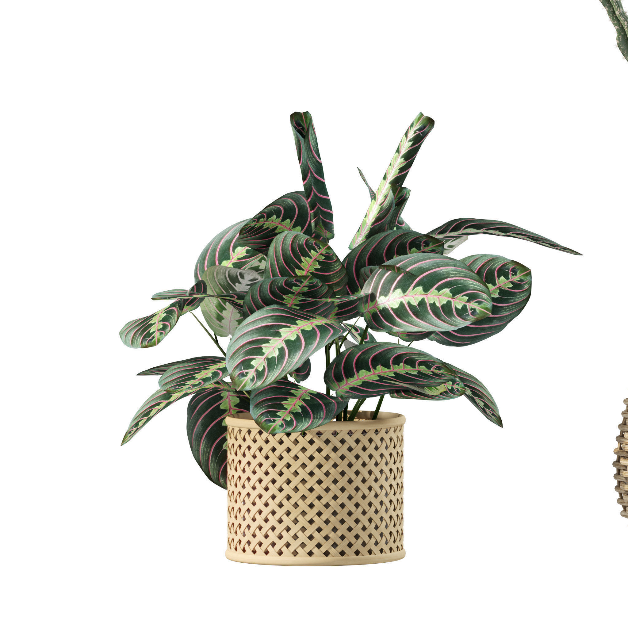 20 Photorealistic Flowers for Interiors - set 201 205 211 214 3D Model Collection_34