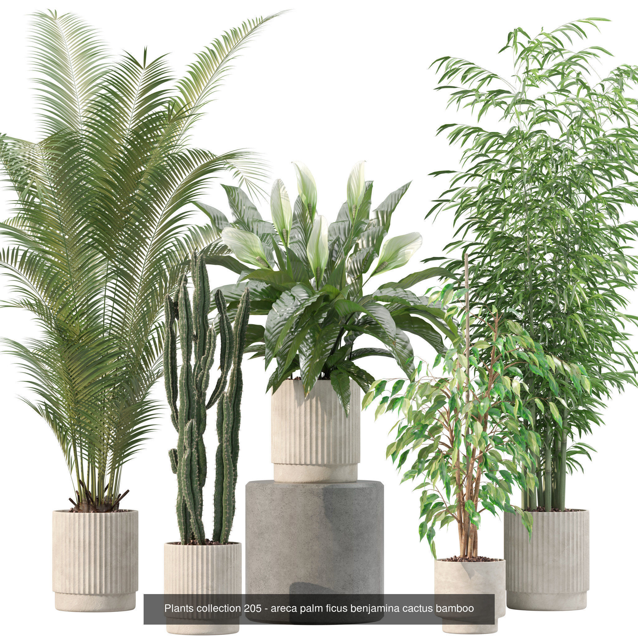 20 Photorealistic Flowers for Interiors - set 201 205 211 214 3D Model Collection_7