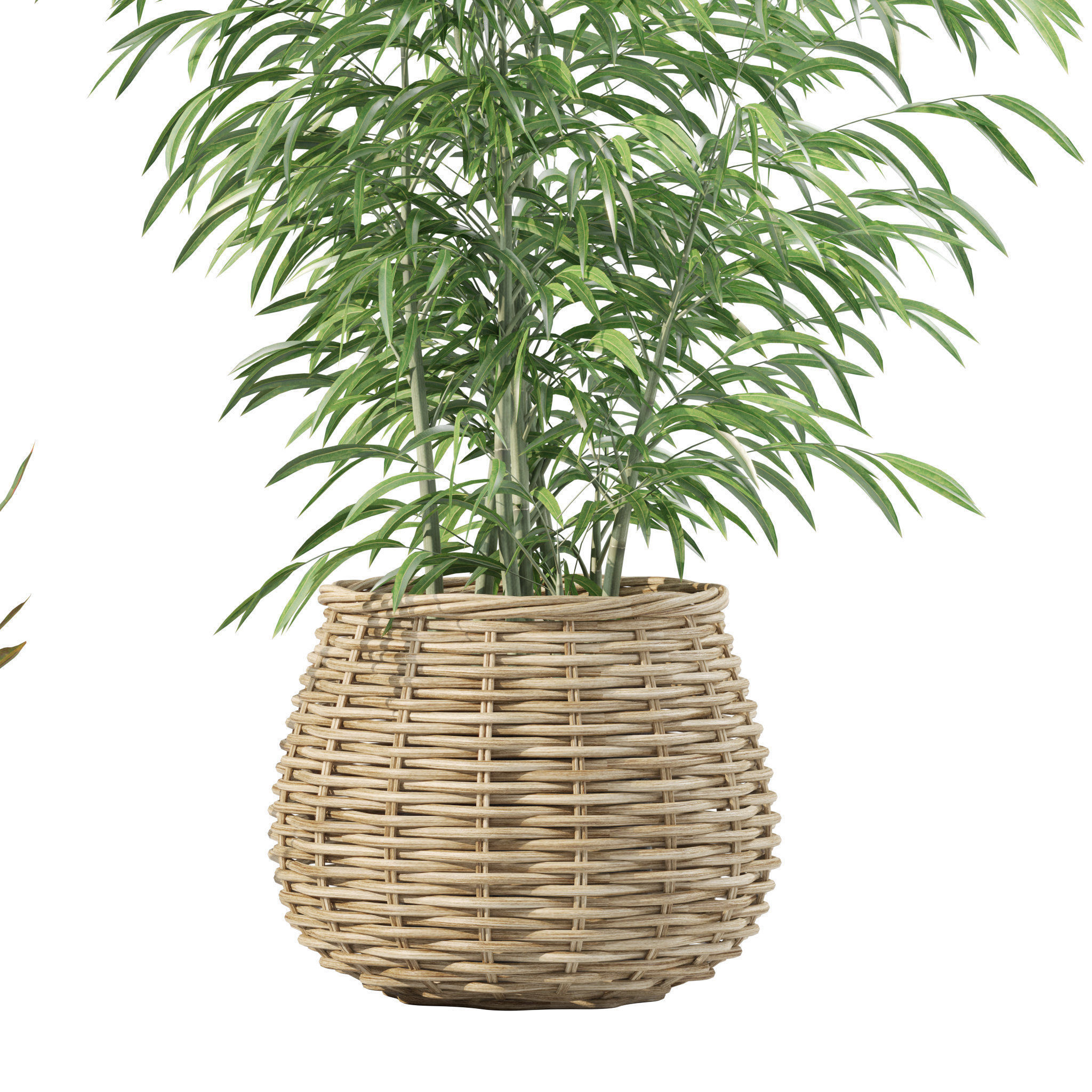 20 Photorealistic Flowers for Interiors - set 201 205 211 214 3D Model Collection_43