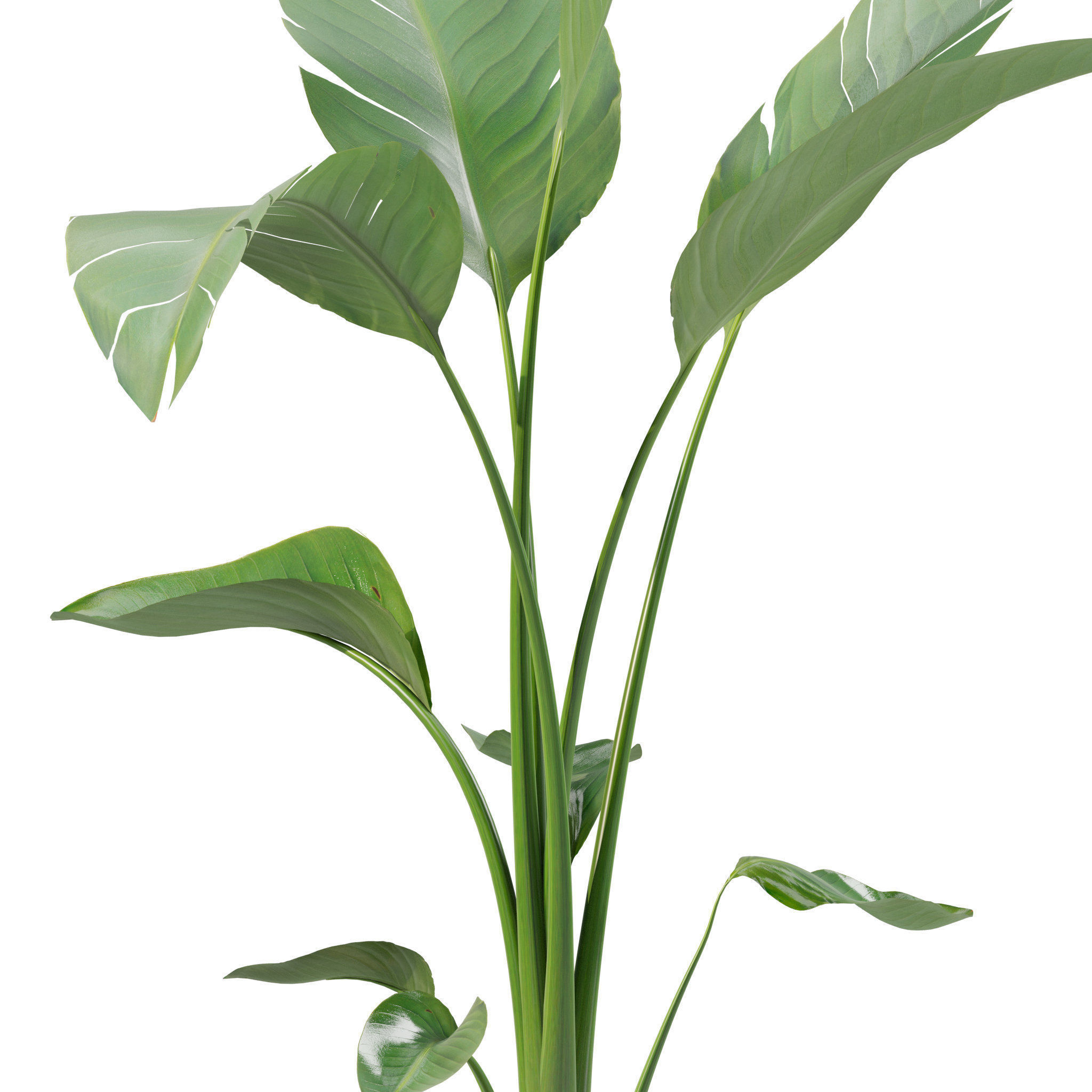 20 Photorealistic Flowers for Interiors - set 201 205 211 214 3D Model Collection_29