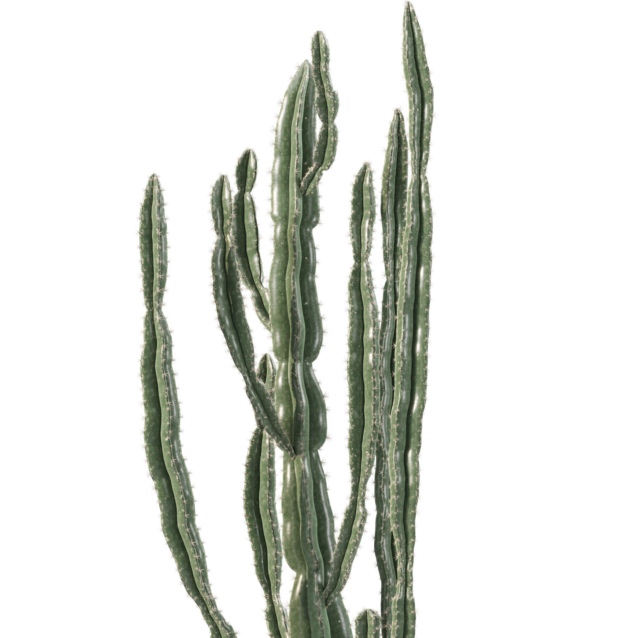 20 Photorealistic Flowers for Interiors - set 201 205 211 214 3D Model Collection_31