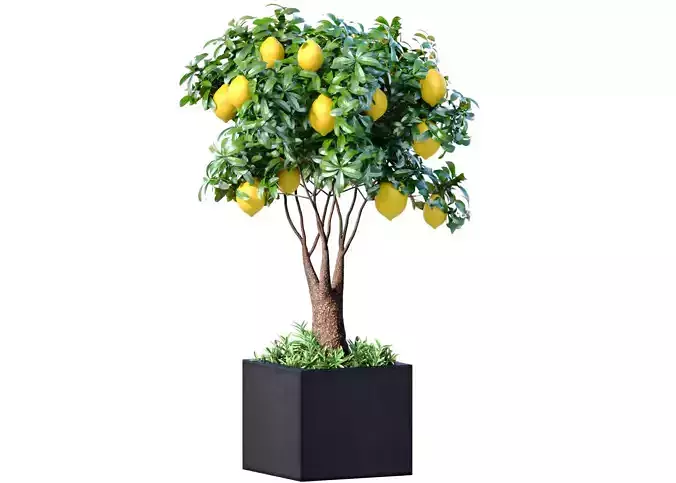 Lemon tree in a modern potted flowerpot Decorative Citrus Fruit 