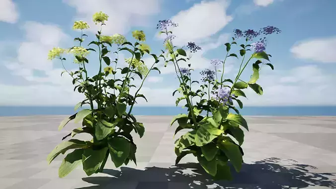 Wildflower Duo 3D Model Low-poly 3D model