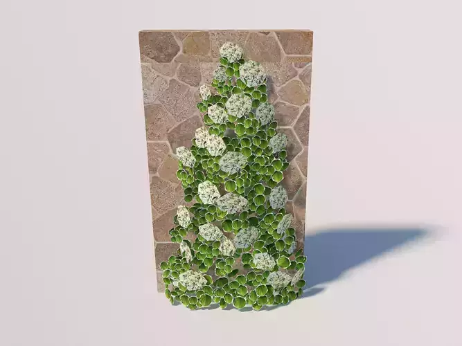 Plant Hydrangea petiolaris - Climbing hydrangea