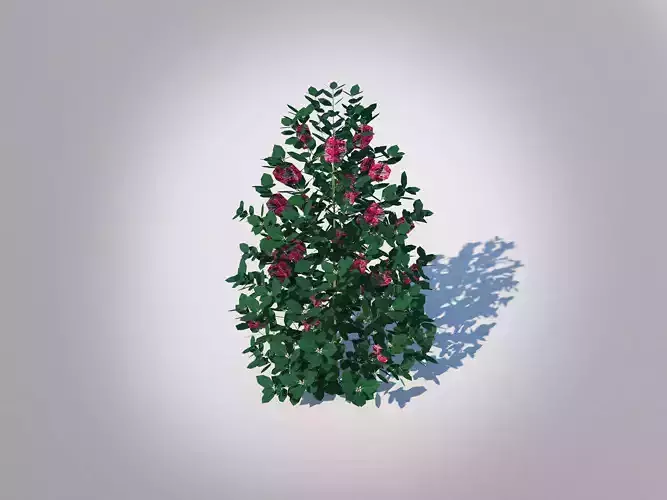 Plant Ilex x meserveae-Blue Hollies