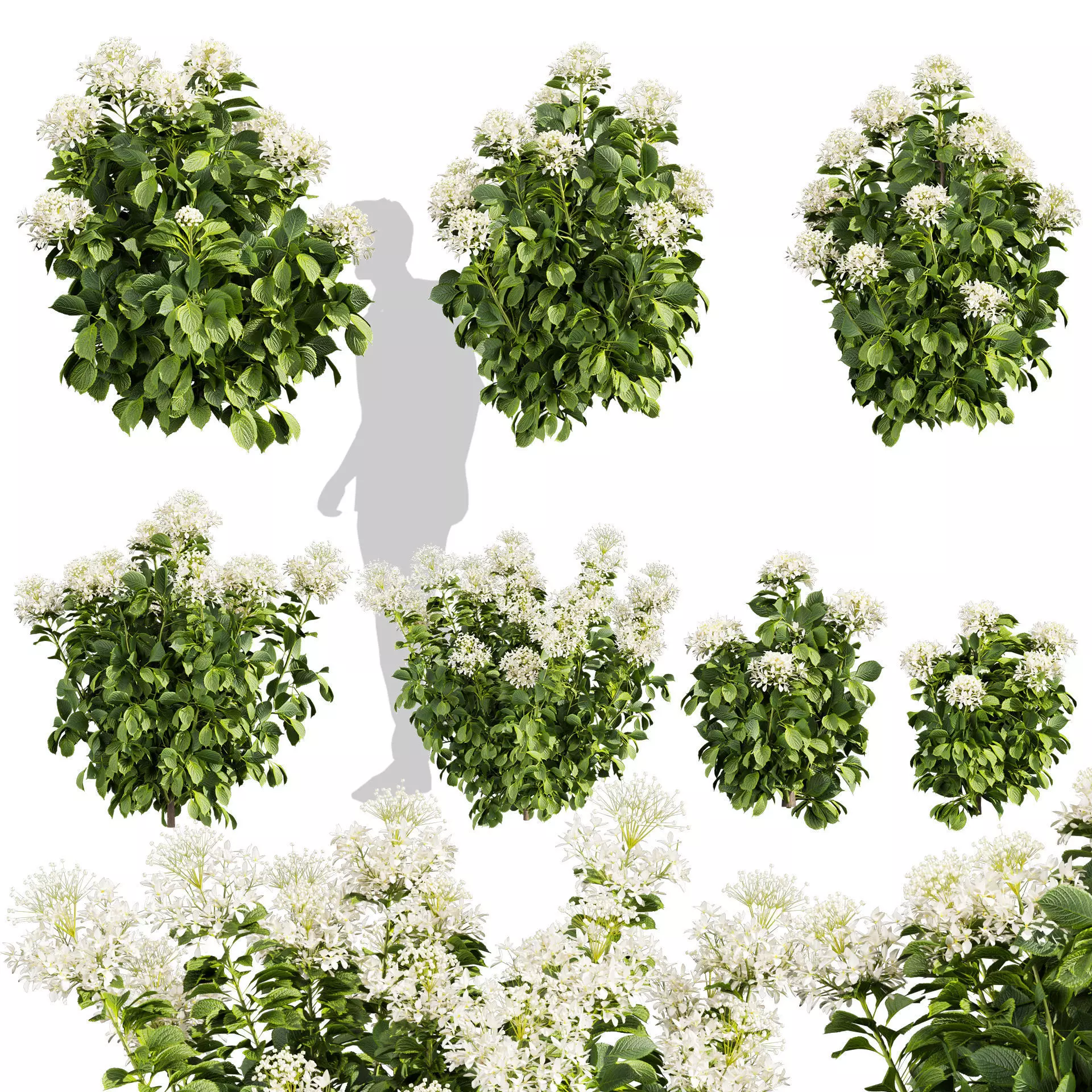 Collection plant vol 570 - shurb - Hydrangea - Great - Star 3D model
