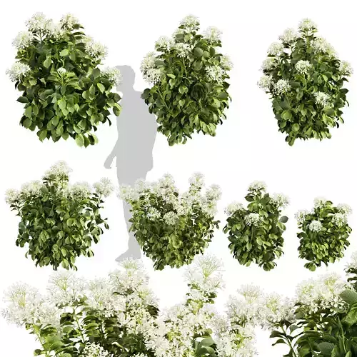 Collection plant vol 570 - shurb - Hydrangea - Great - Star 