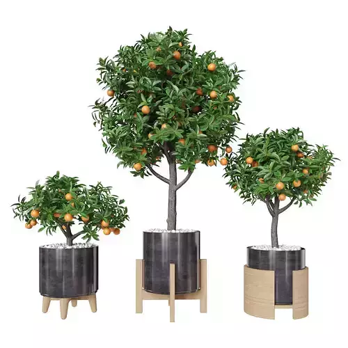 Orange tree in a pot