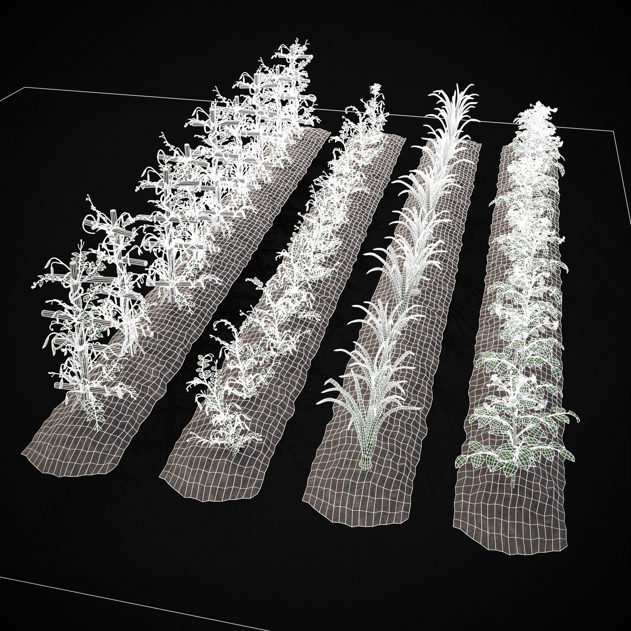 Crops Peas Onions and Potatoes 3D Model Collection_3