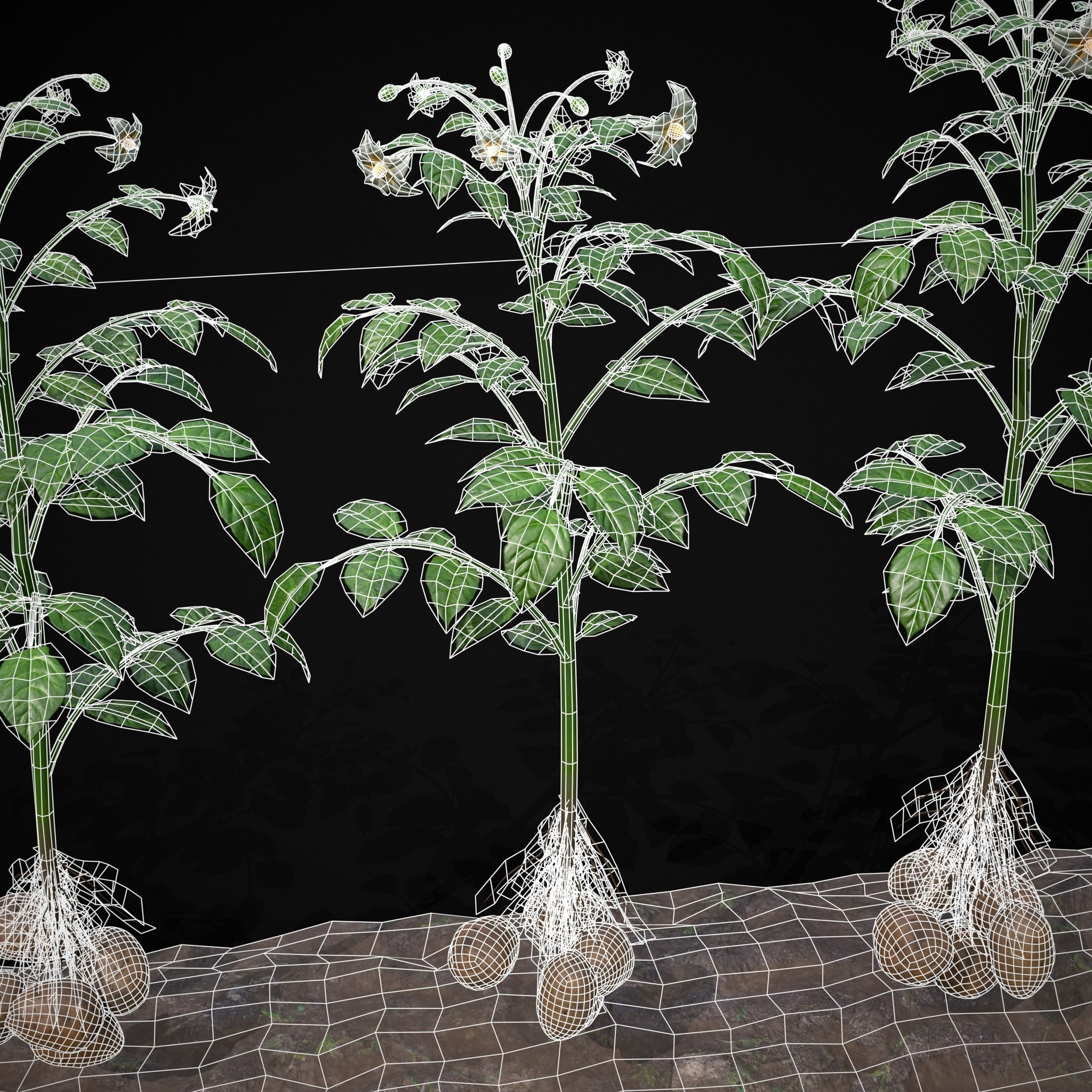 Crops Peas Onions and Potatoes 3D Model Collection_23