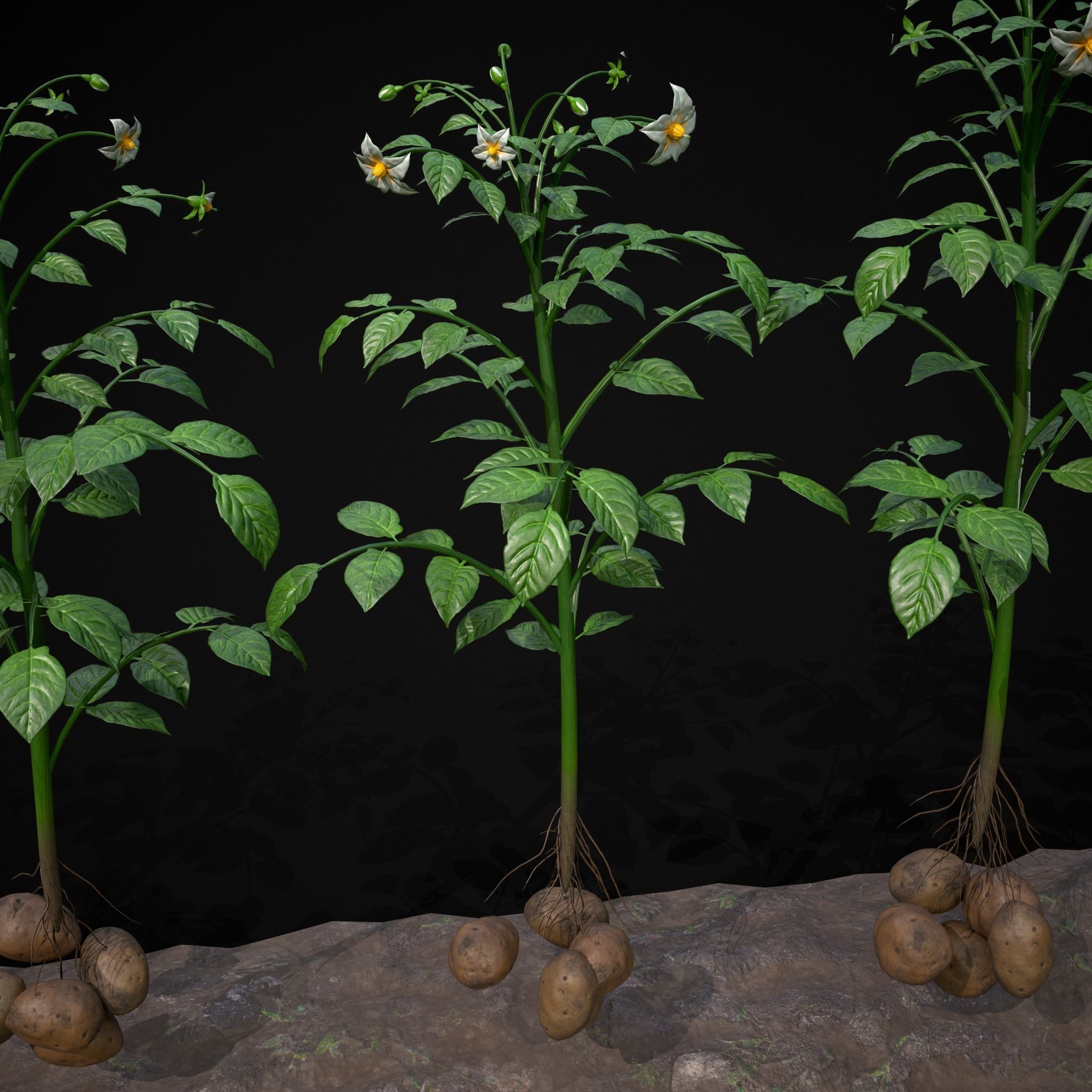 Crops Peas Onions and Potatoes 3D Model Collection_22