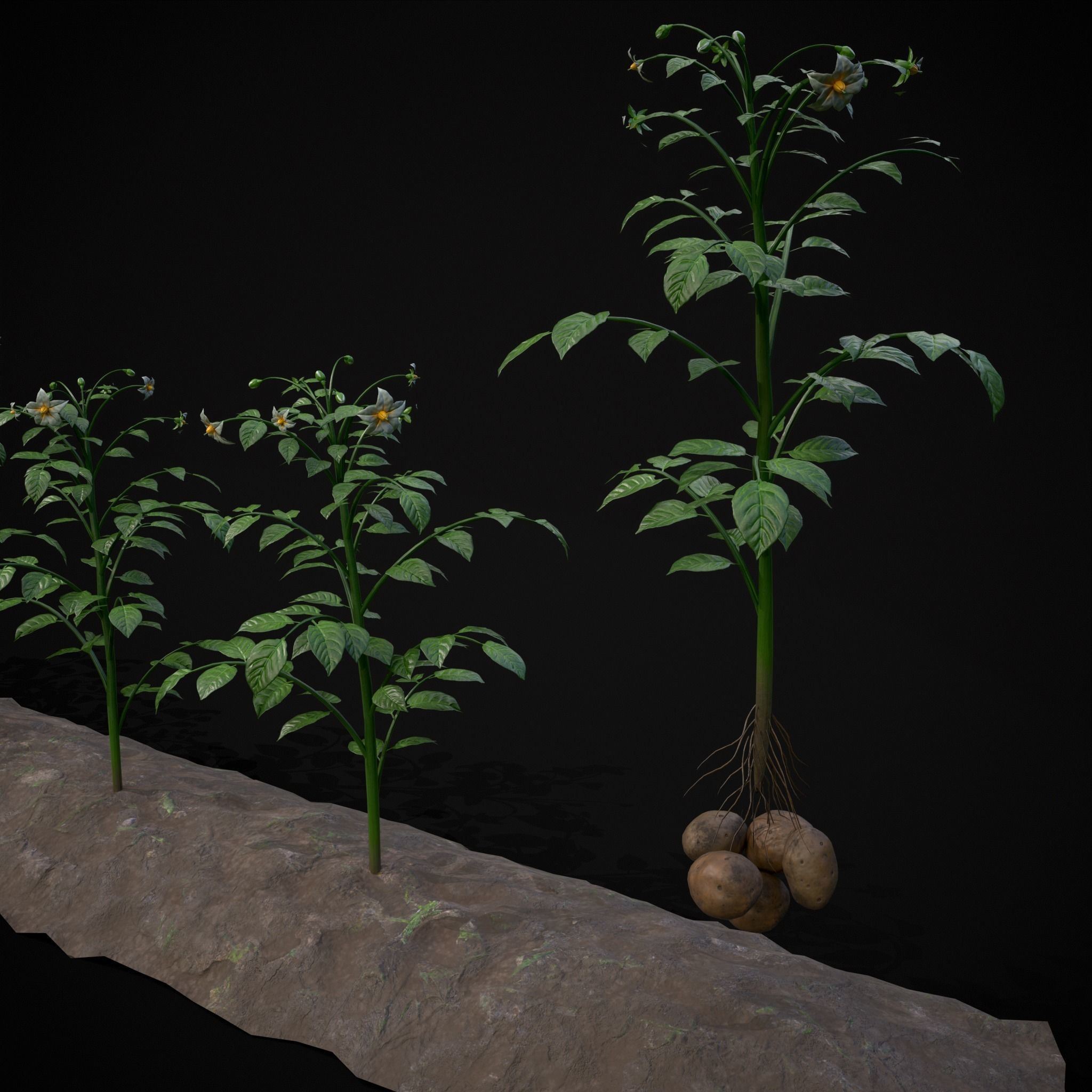 Crops Peas Onions and Potatoes 3D Model Collection_20